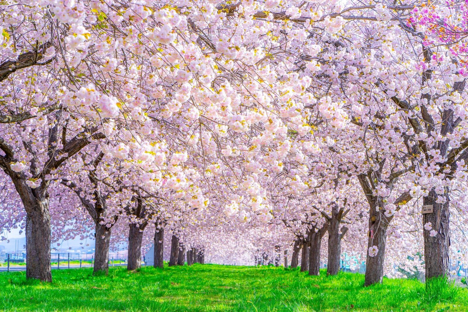 【在庫のみ】ND タペストリー 桜 桜並木 インテリア 春 おしゃれ 風景 景色 絶景 大判 大きい 癒し 部屋 飾り付け 季節 オンライン飲み会 背景布 壁 インスタ映え グッズ 小物 布 テレワーク 背景 プレゼント zoom 桜吹雪 ピンク 花見 桃色 満開 雑貨 (デザイン1)