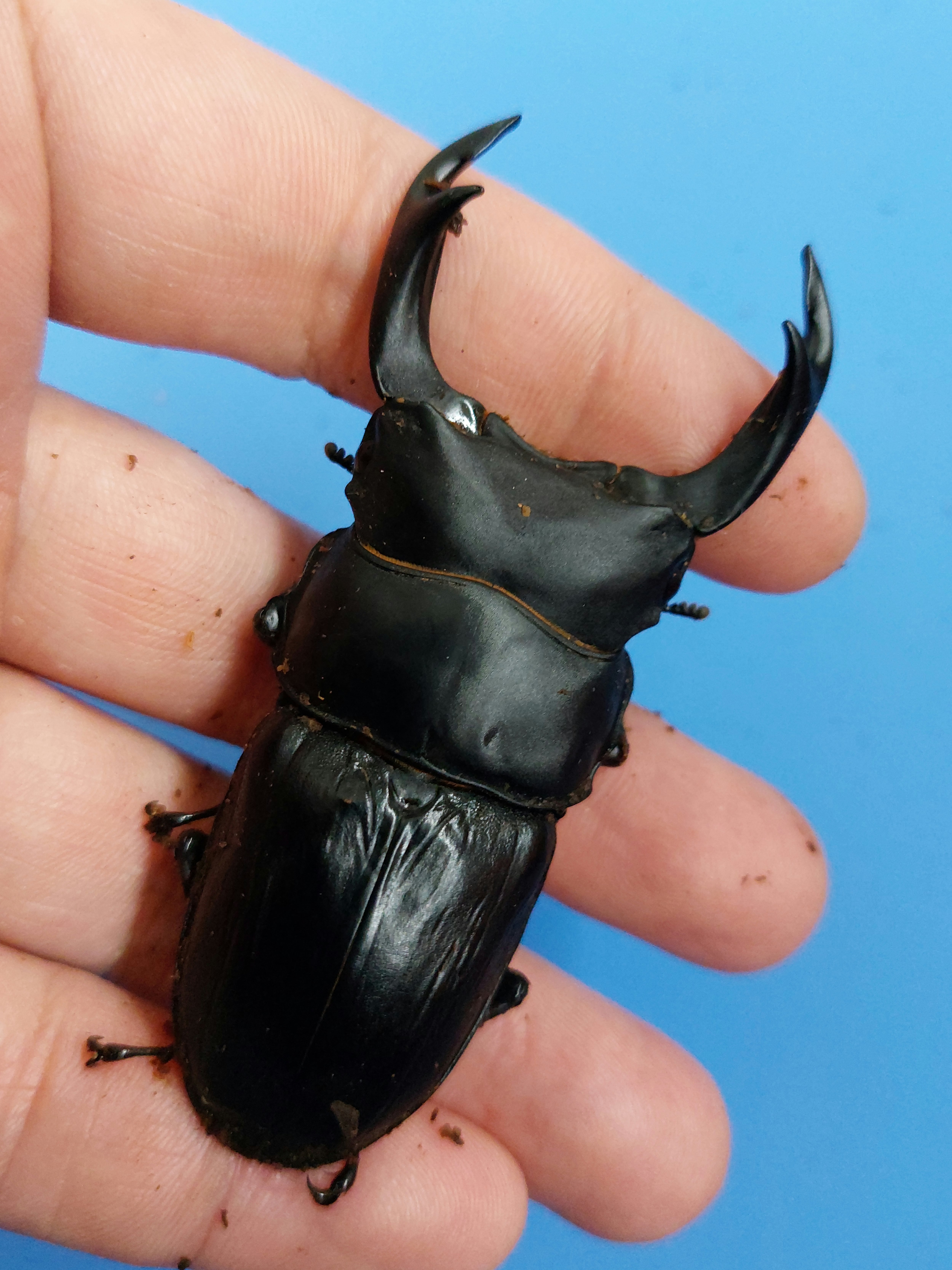久留米産オオクワガタ　及び　地元本土ヒラタ 国産（久留米産）オオクワガタ成虫ペア
