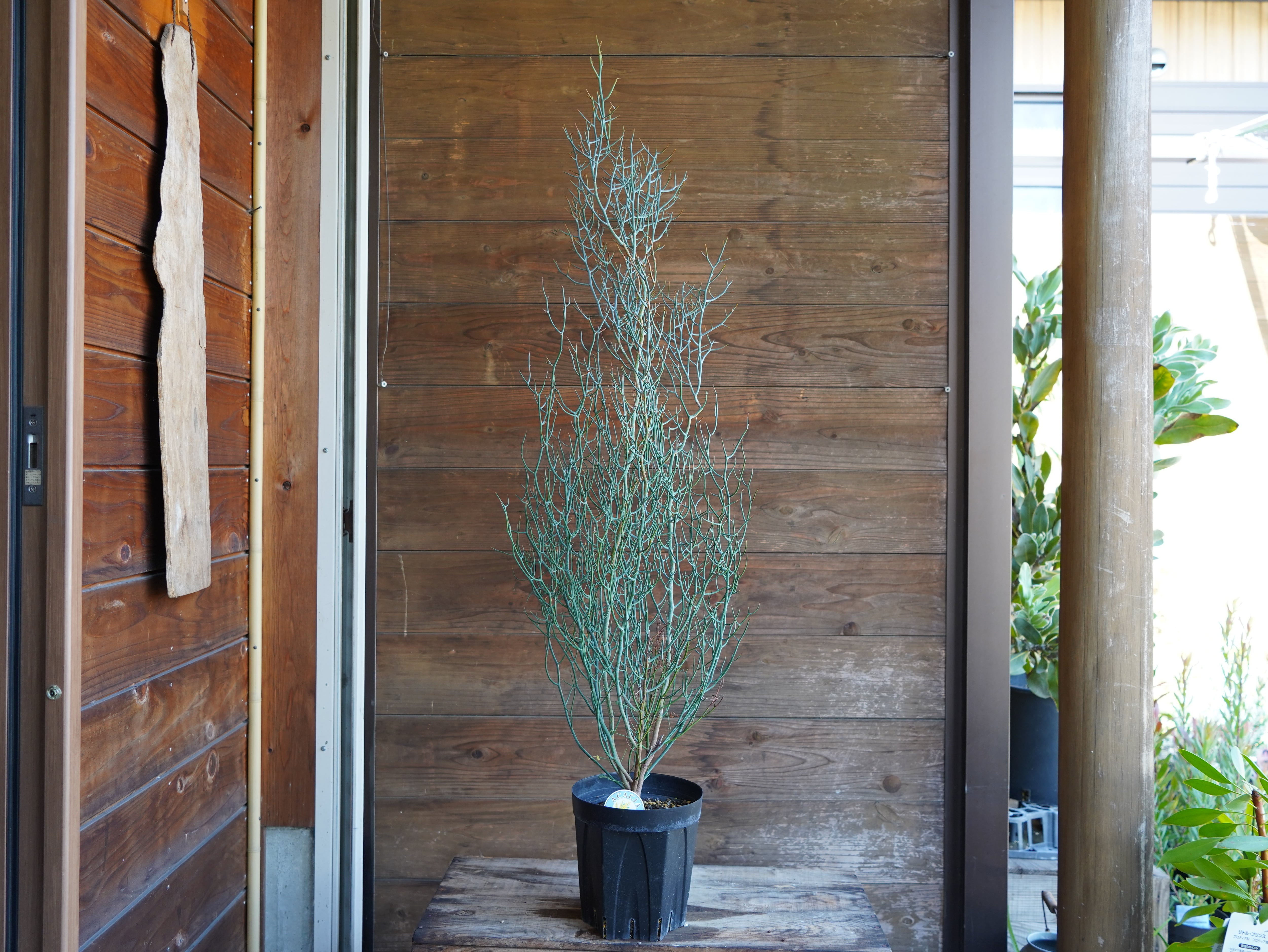 【現物】アカシア　"スピネセンス"(スピニーワトル)