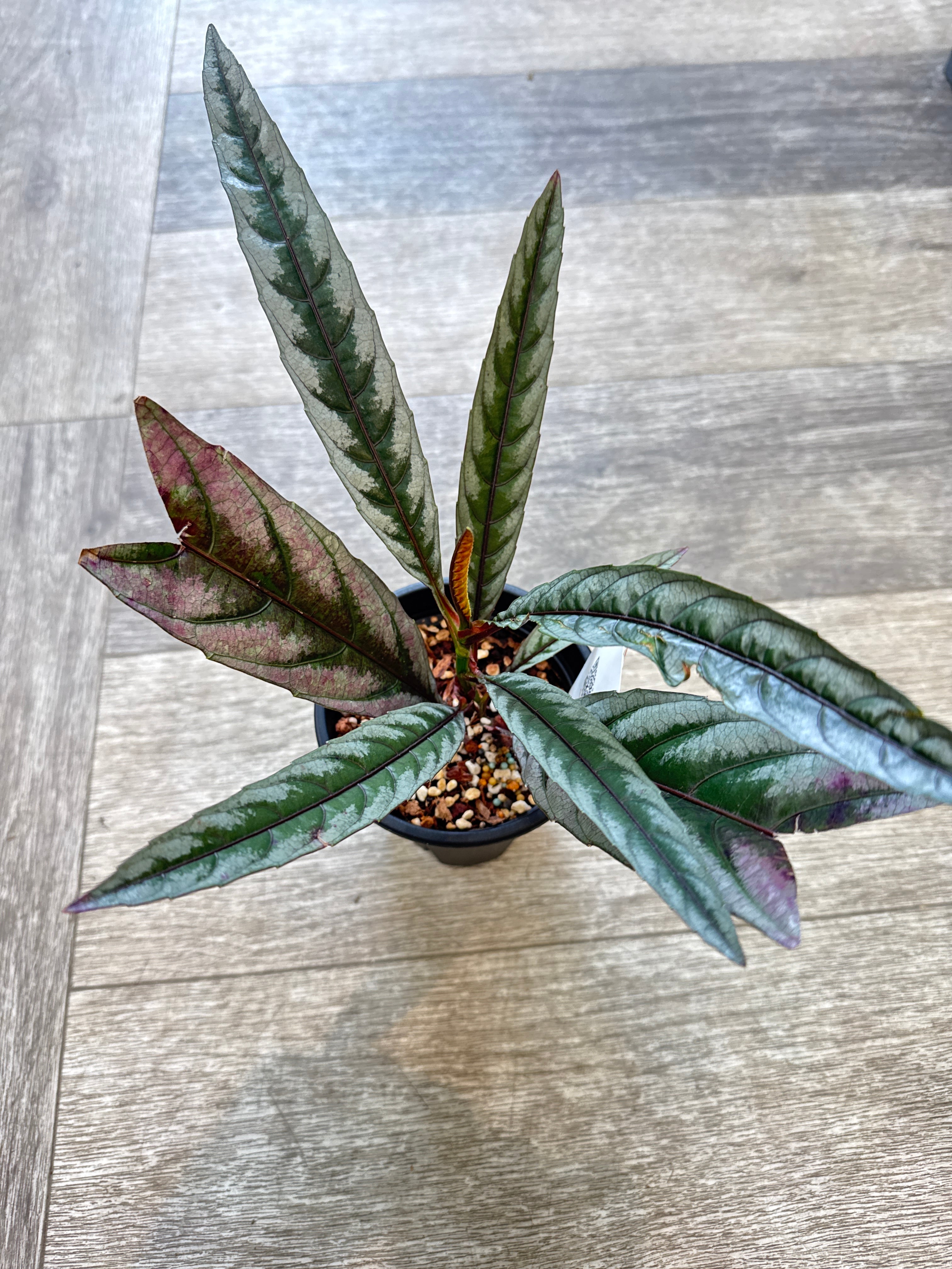 ベゴニア・ペペロミアなど | Gardenえん 【観葉熱帯植物】