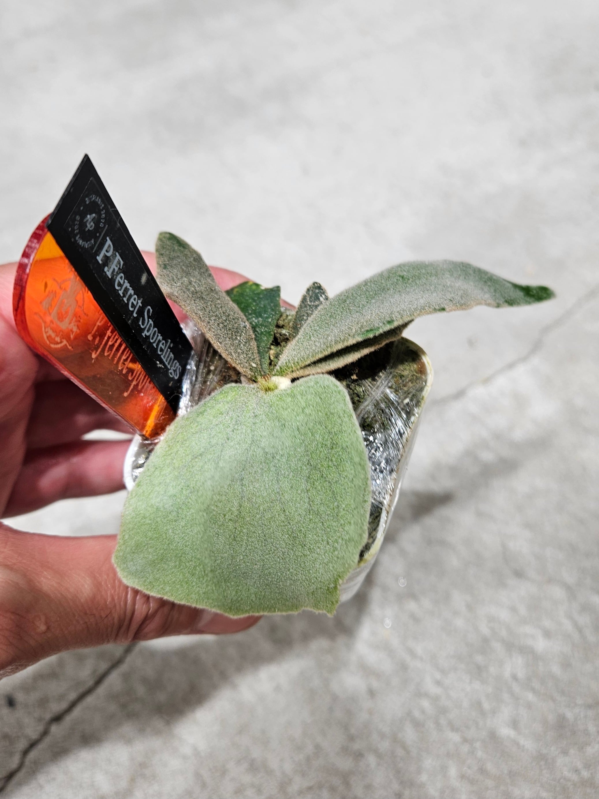 P.Ferret Sporelings 【artPLANTs/Platycerium 】ビカクシダ