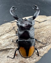 【WD】《セアカフタマタ(パリーフタマタ) 85mm ペア》