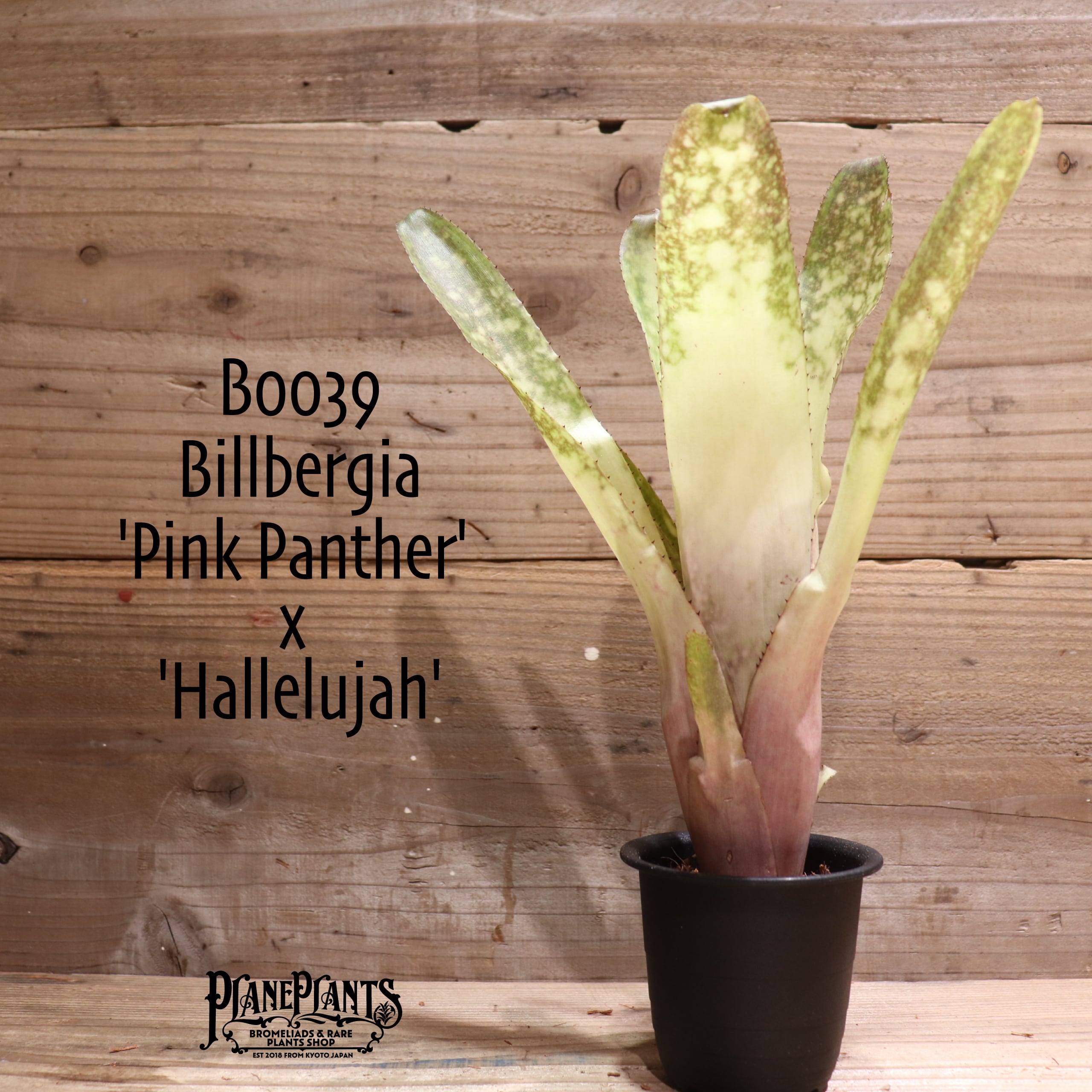【送料無料】 Billbergia 'Pink Panther' x 'Hallelujah'〔ビルベルギア〕現品発送B0039