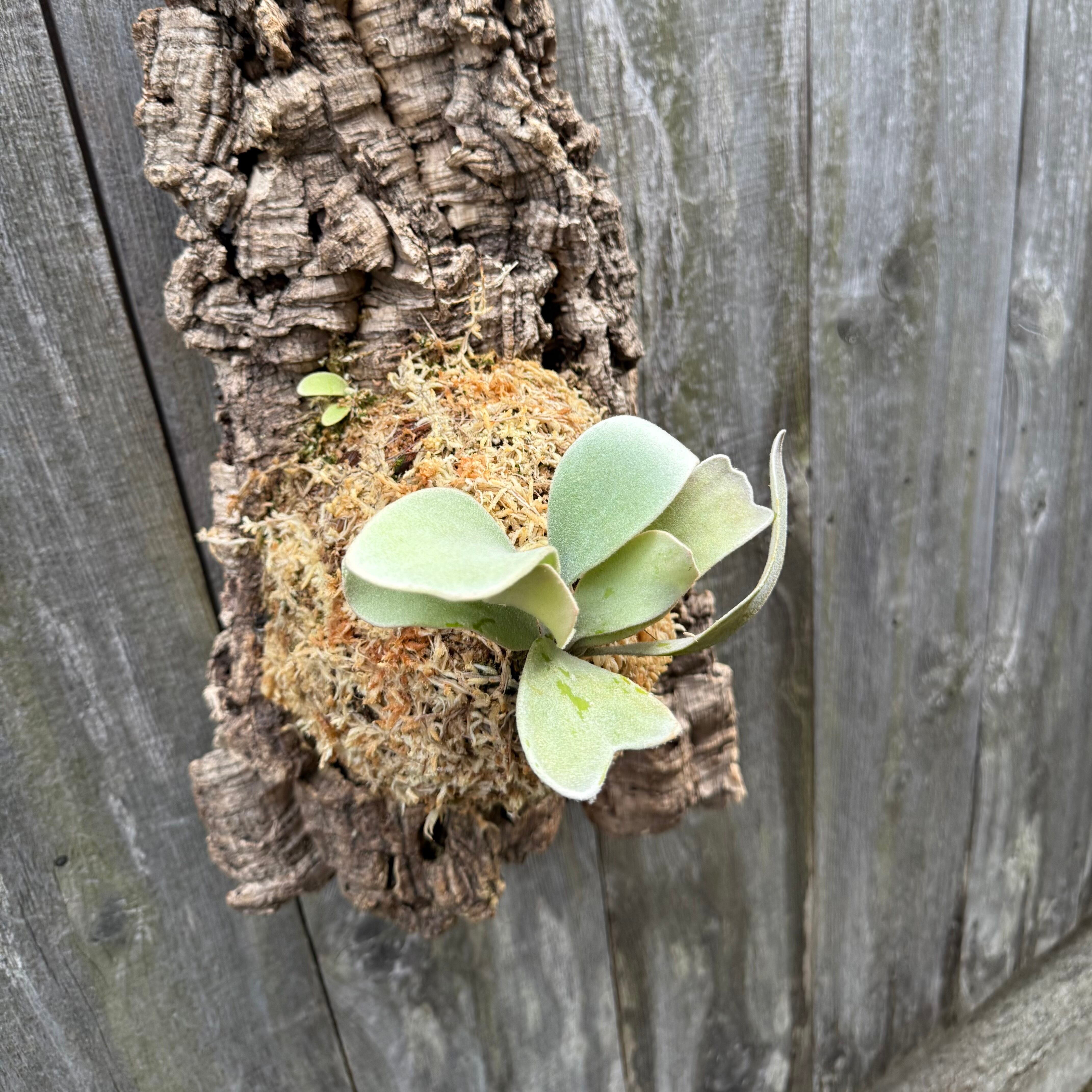 P. Lemoinei no shield (pup) | naturefix