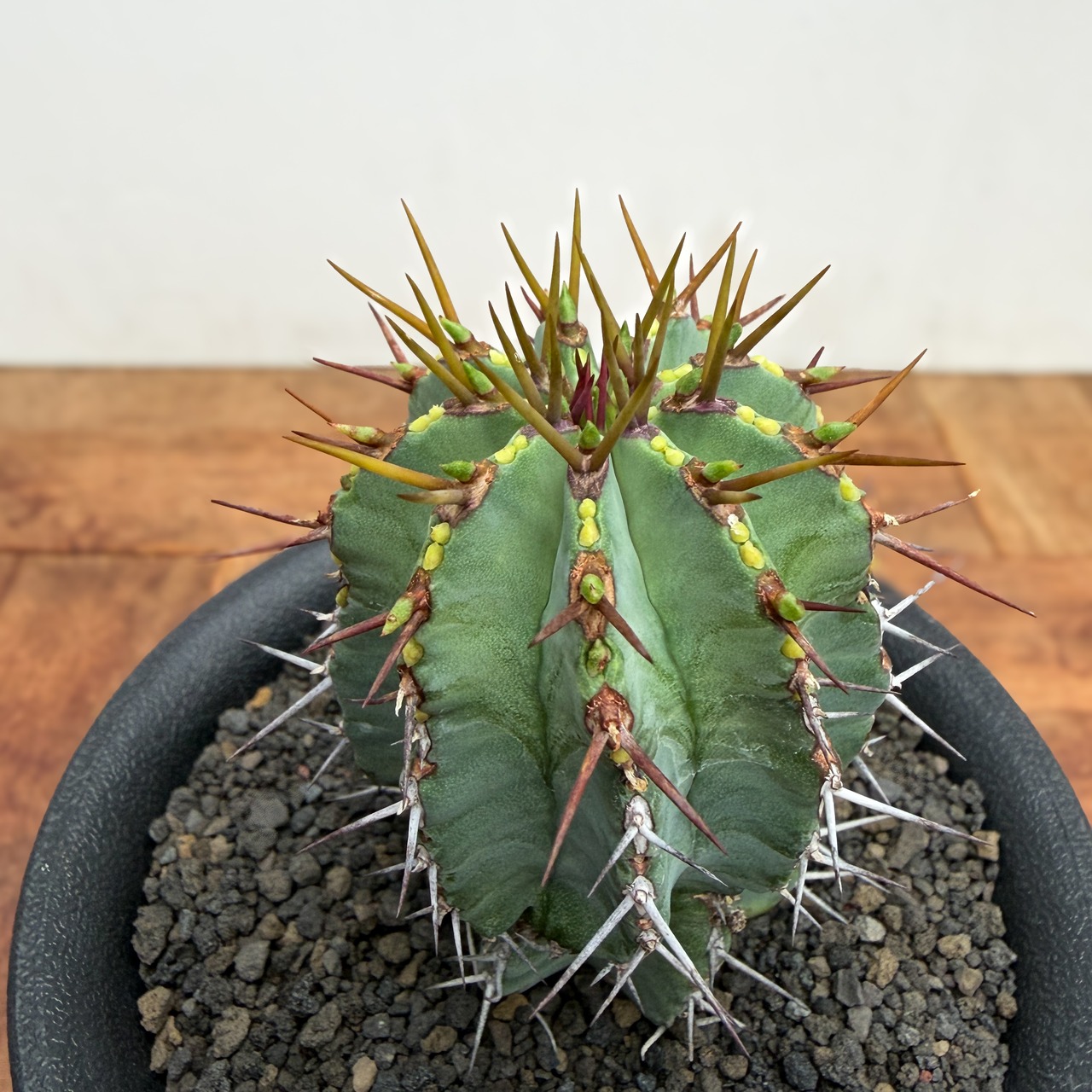 Euphorbia fruticosa【ユーフォルビア・フルチコーサ】