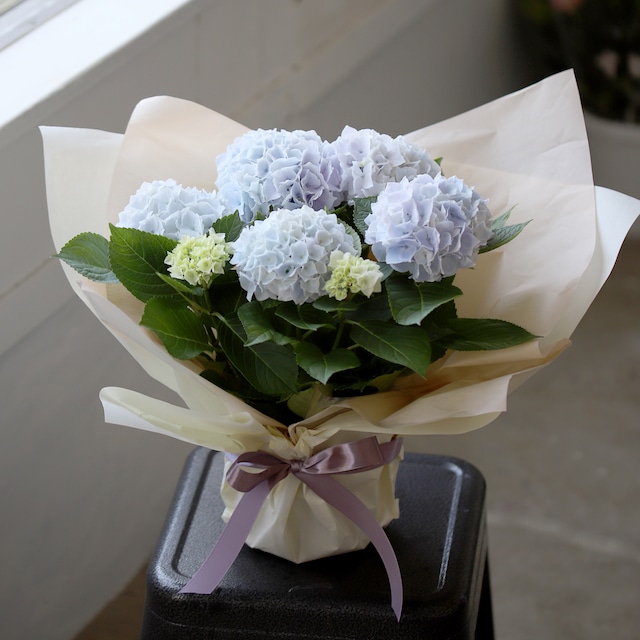 【母の日】紫陽花 シルクサファイア