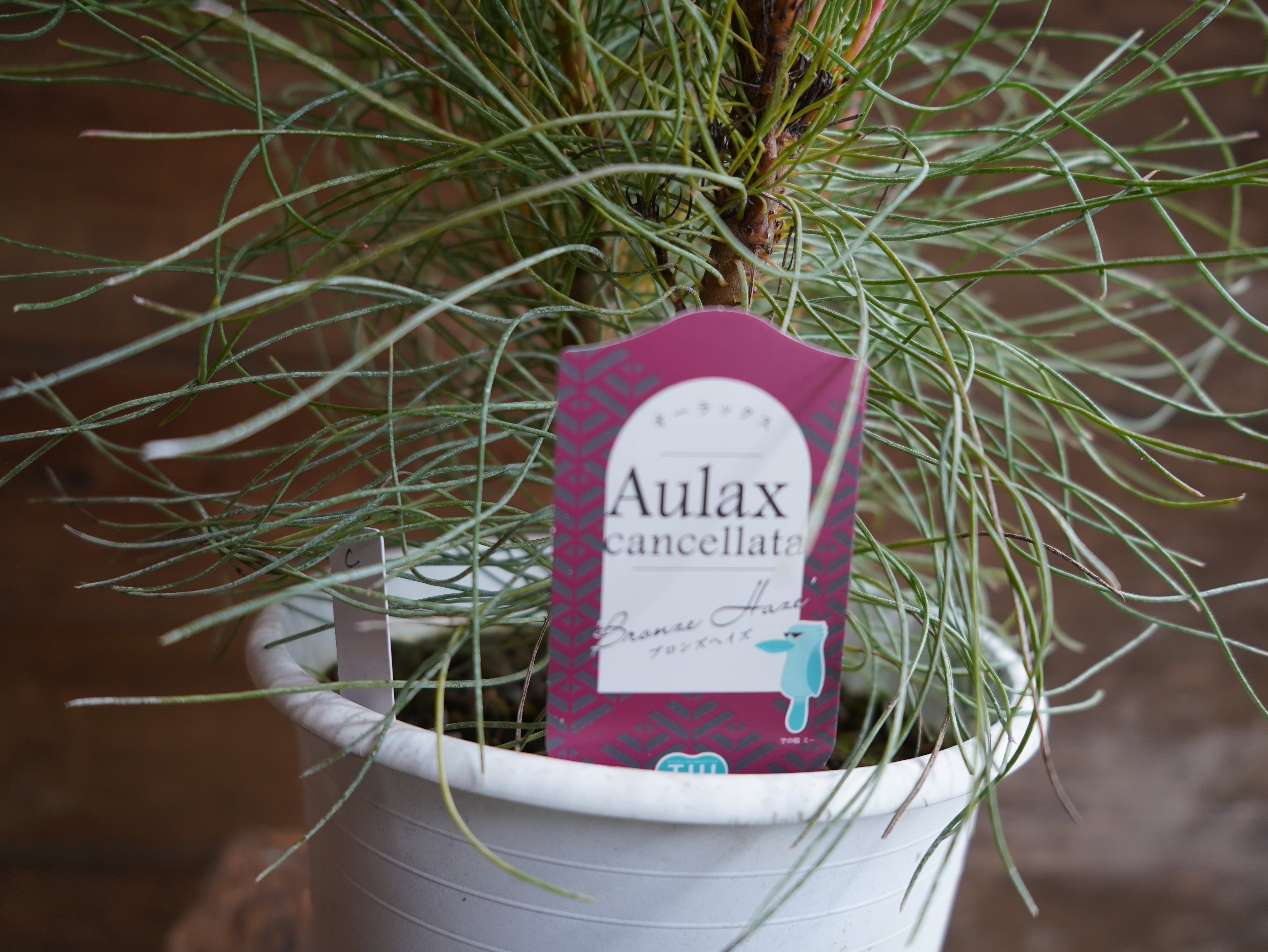 【現物】オーラックス　カンセラータ　”ブロンズヘイズ”　C