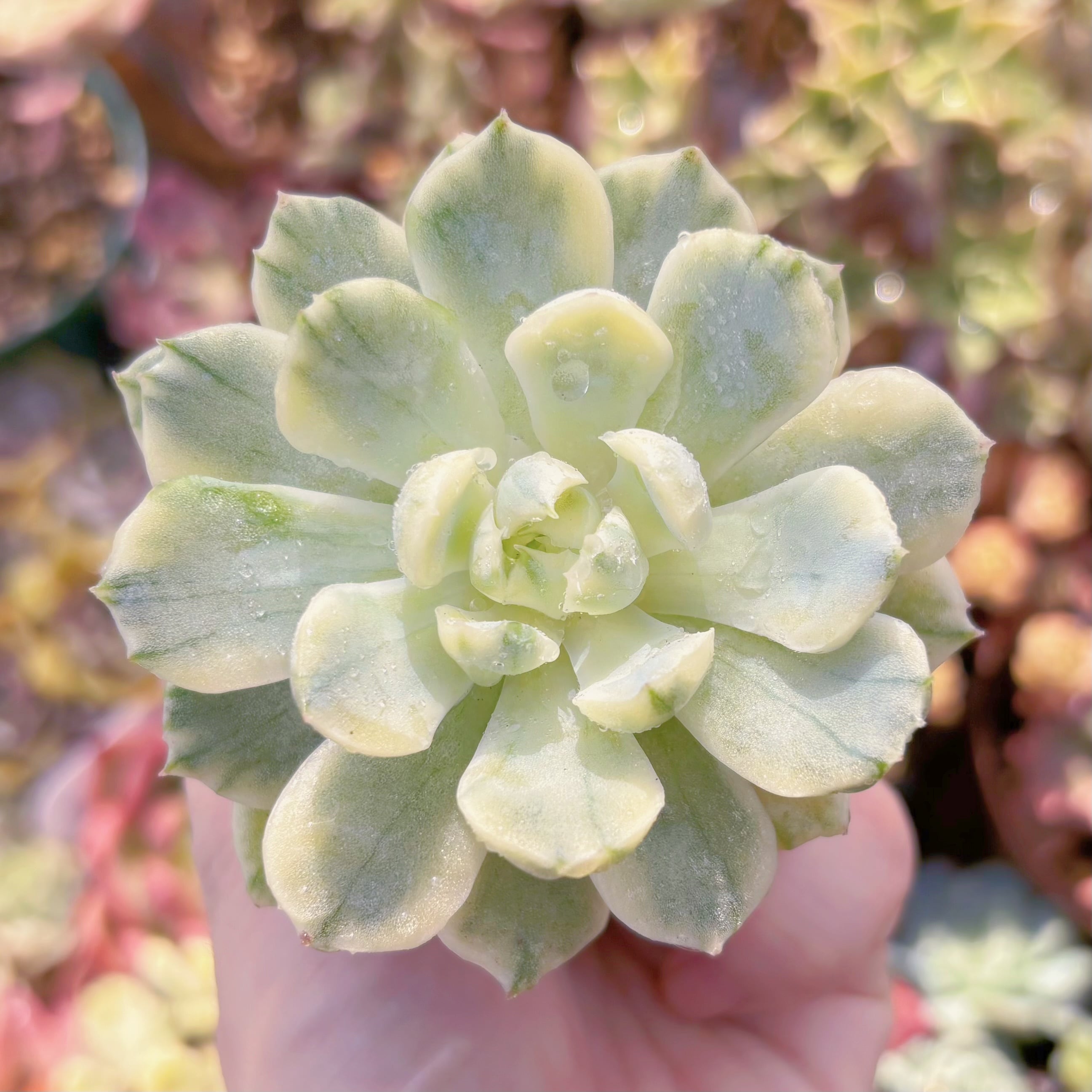 多肉植物 クリームベリー錦 新入荷 るる農園 | るる農園~多肉植物専門