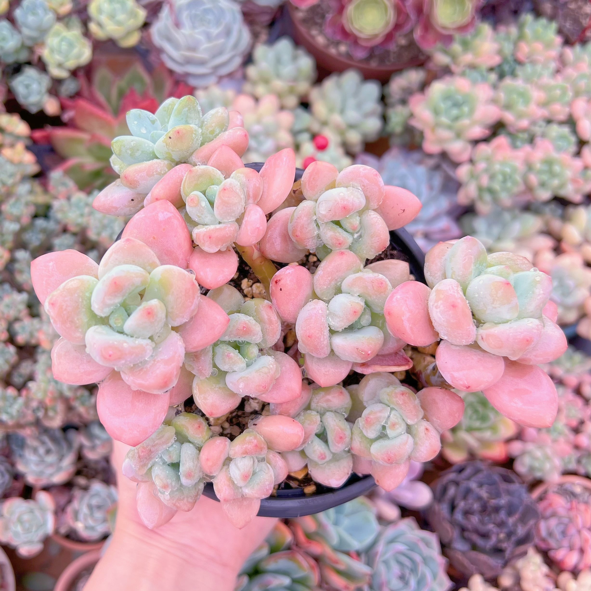 現品　マカロン#627　新入荷