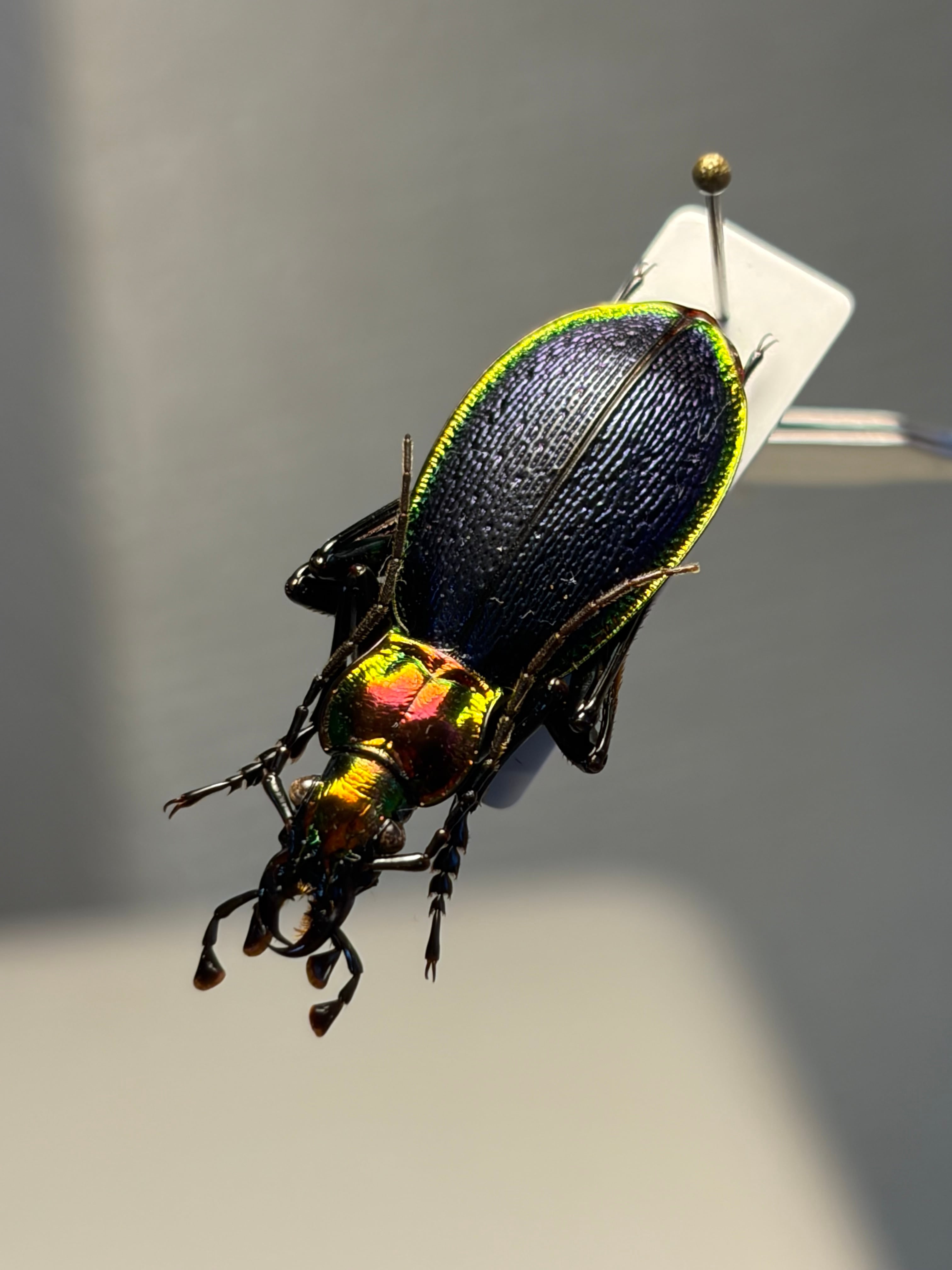 35mm】アルカディアキバナガヒラタオサムシ 標本 ハンミョウ 歩行虫