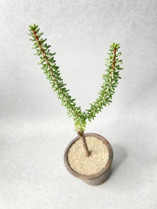 ケラリア・ナマクエンシス