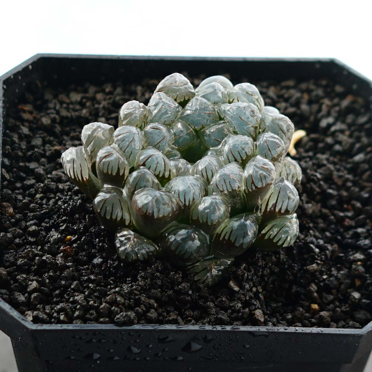 カット苗 ドドソン紫オブツーサ Haworthia 'Dodson Purple'