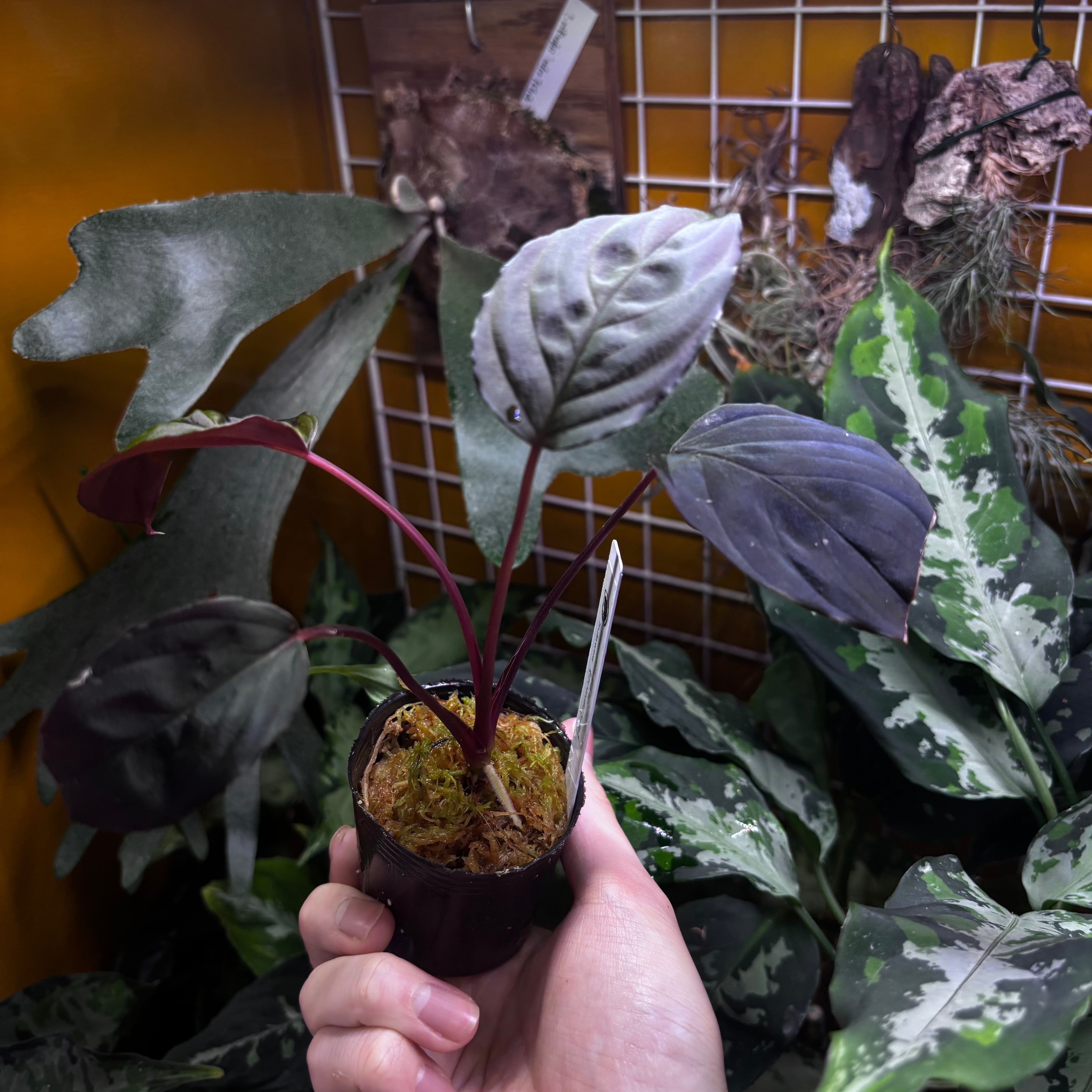 さ*ま様 Homalomena 複数株セット Homalomena sp. Sulawesi 【ZOE0925-3b】 | 熱帯雨林植物専門店 トイ吉園芸