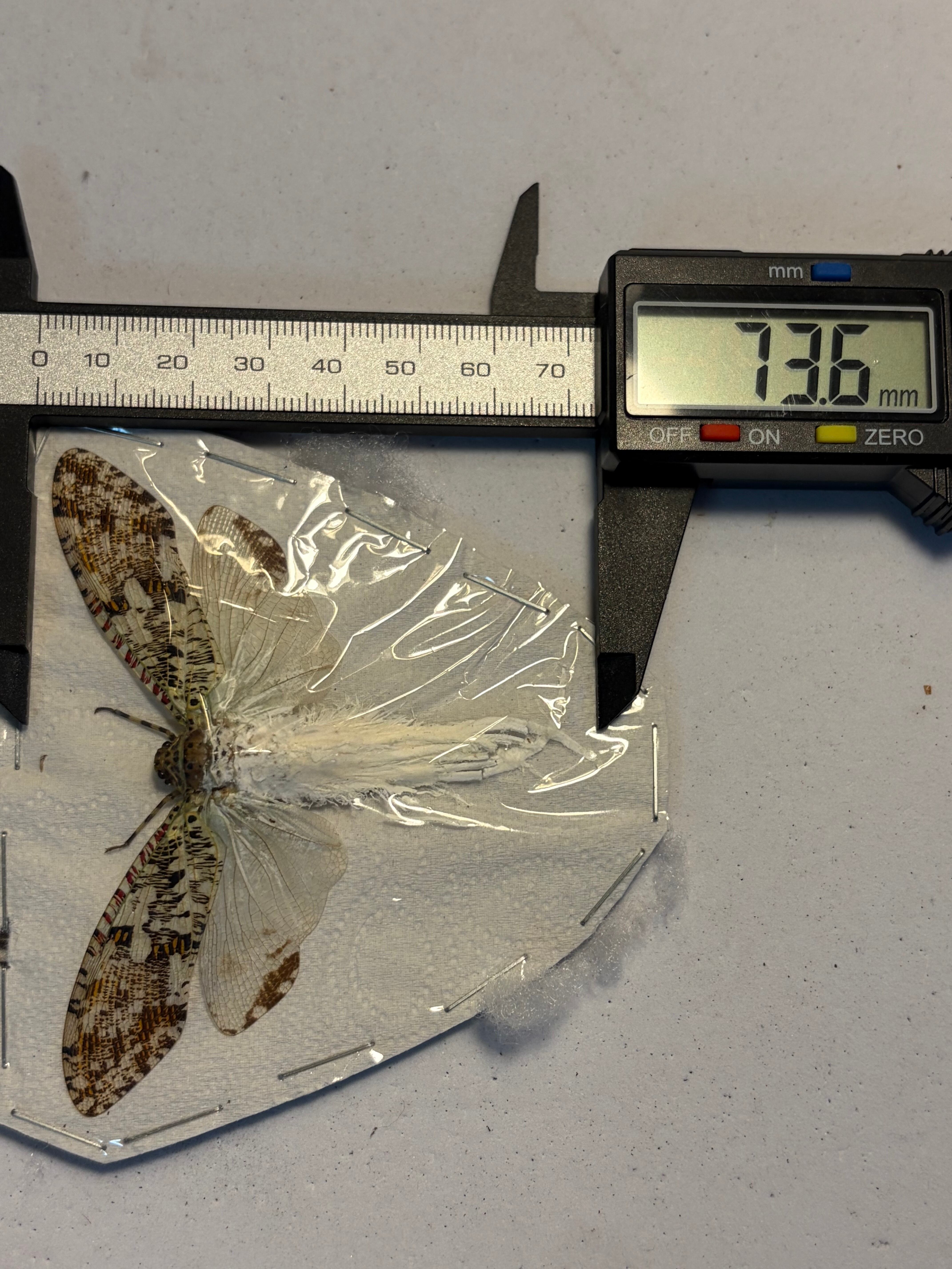 テンニョハゴロモ 標本 蛾 オオミズアオ オナガミズアオ Parnassius