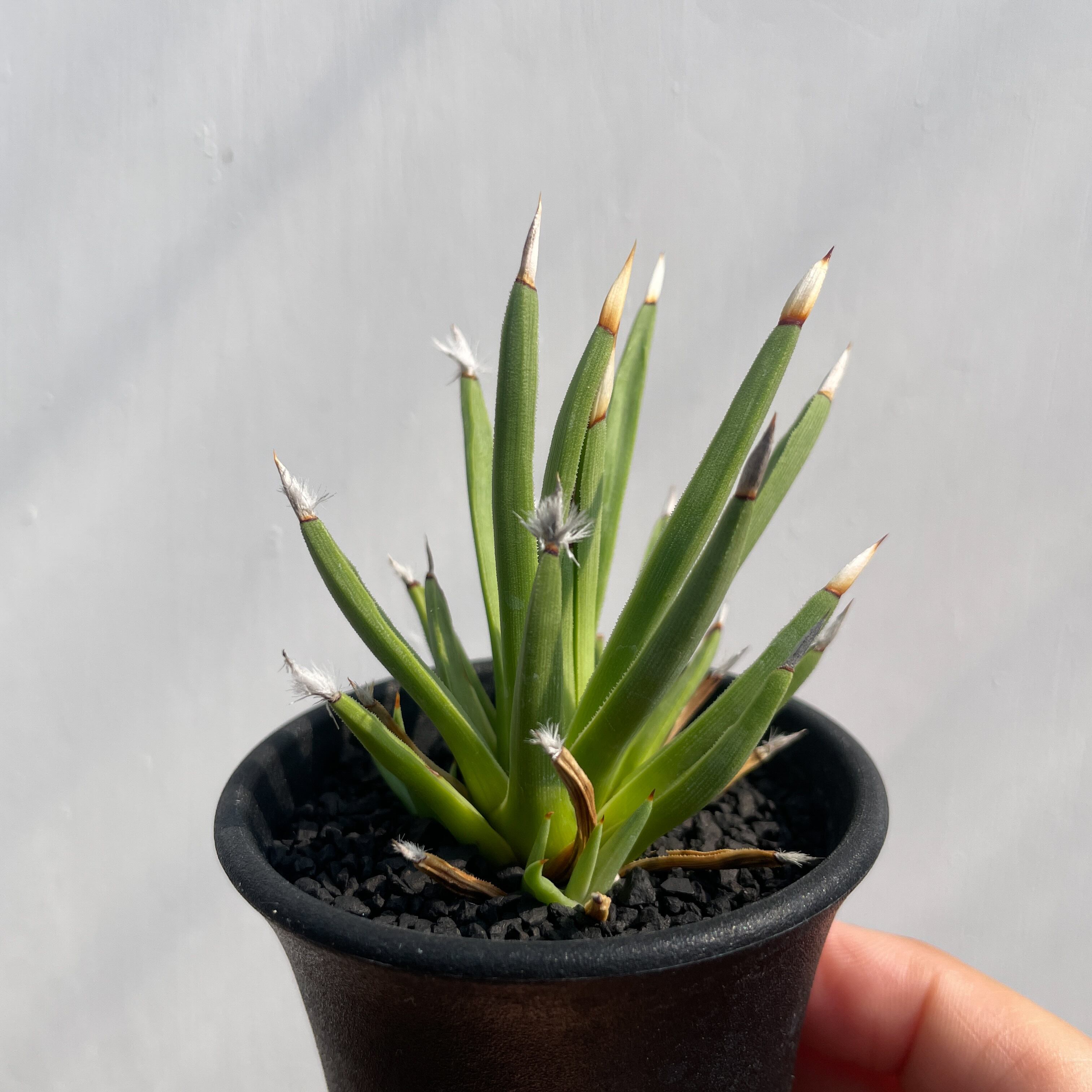 アガベ アルボピロサ アガベ・アルボピロサ | botanicalarchive.com | 今すぐ購入