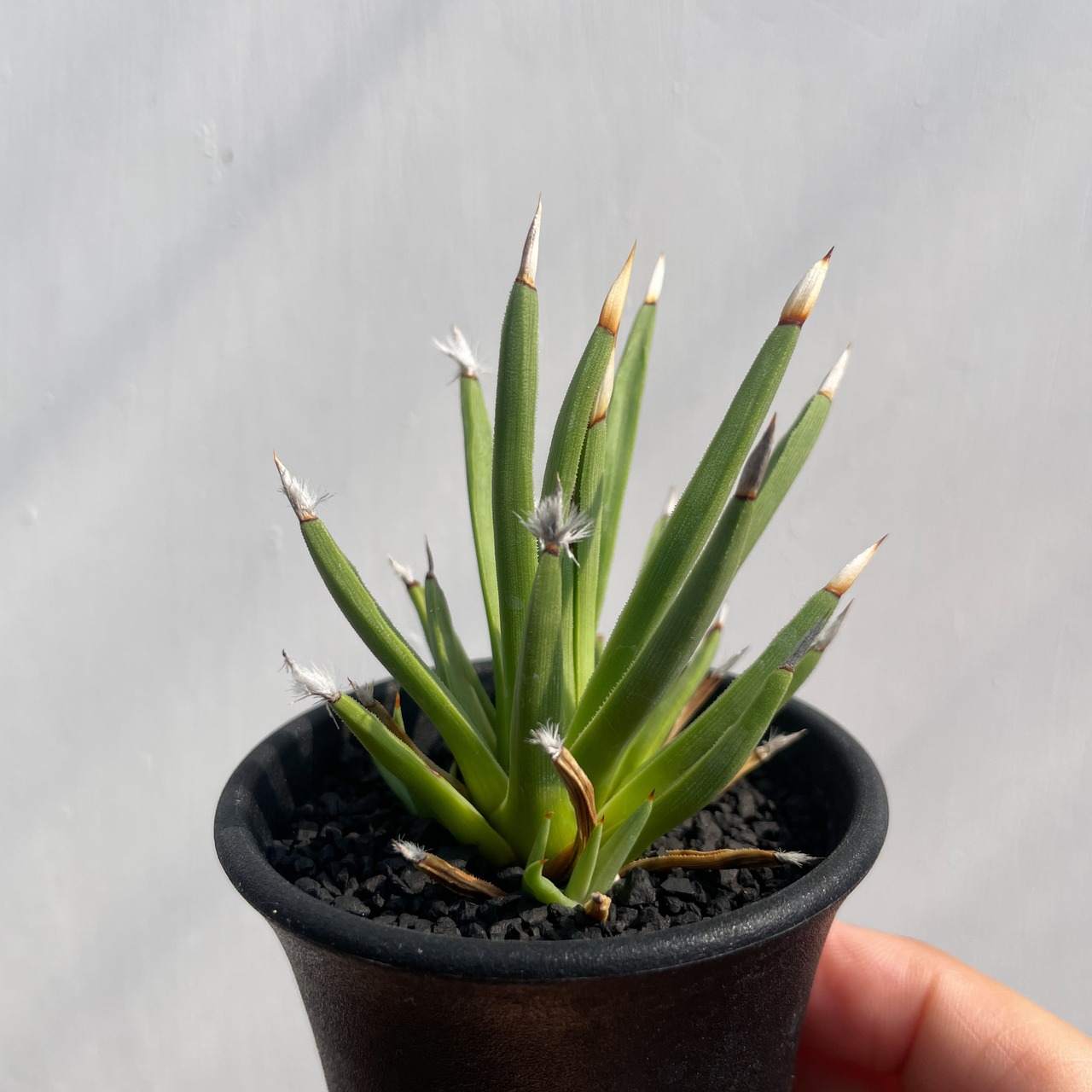 Agave albopilosa 【アガベ・アルボピローサ】