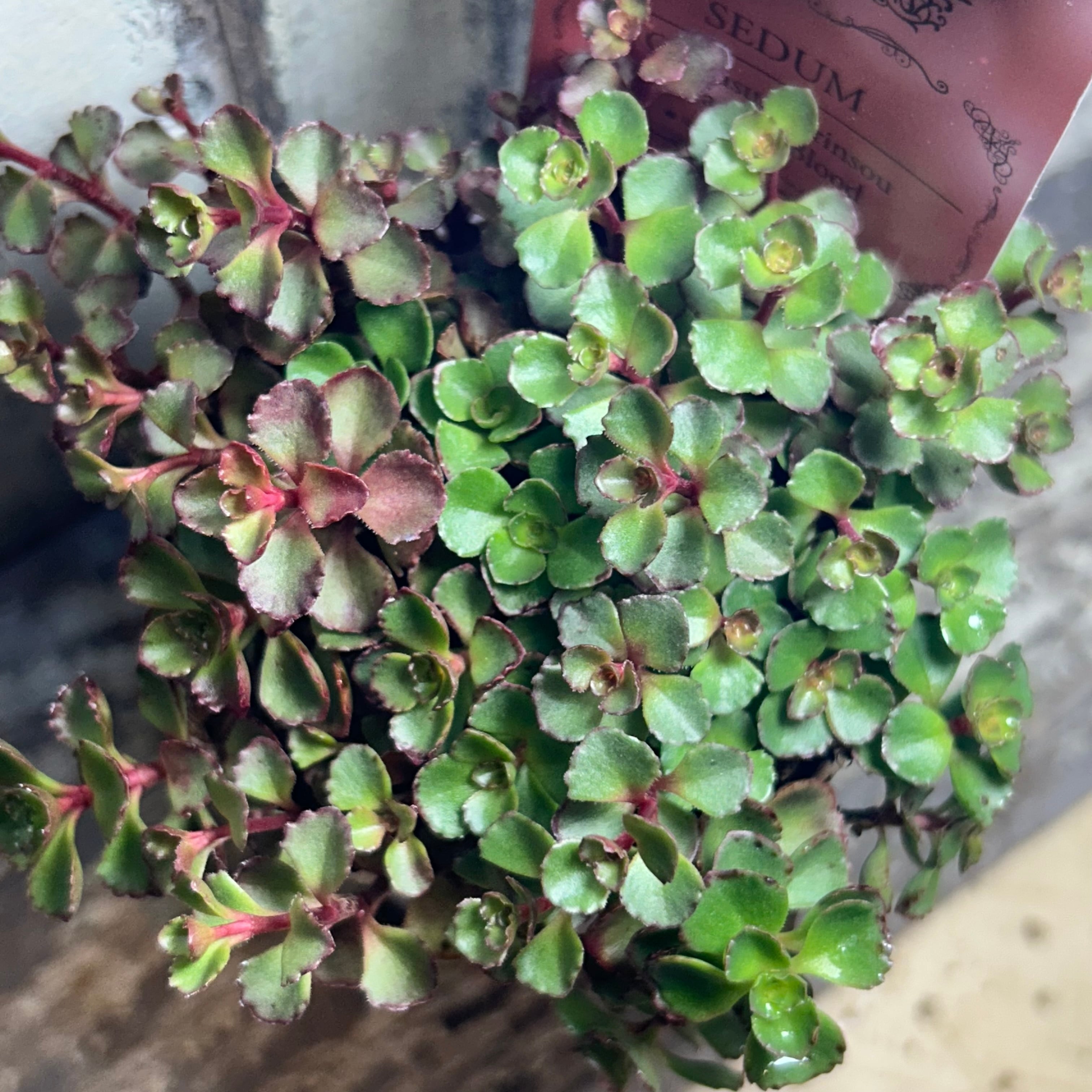 T)白鳳錦(アエオニウム) | RuPo 多肉植物専門店