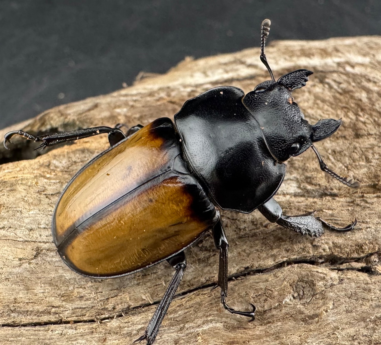 【WD】《ブロッシェルマルバネ Free ♀単》