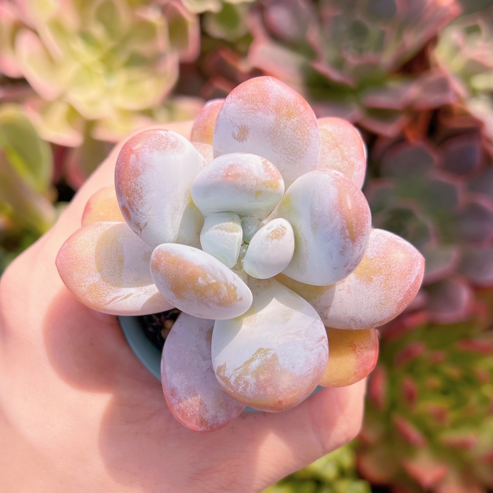 多肉植物　雪美人　新入荷