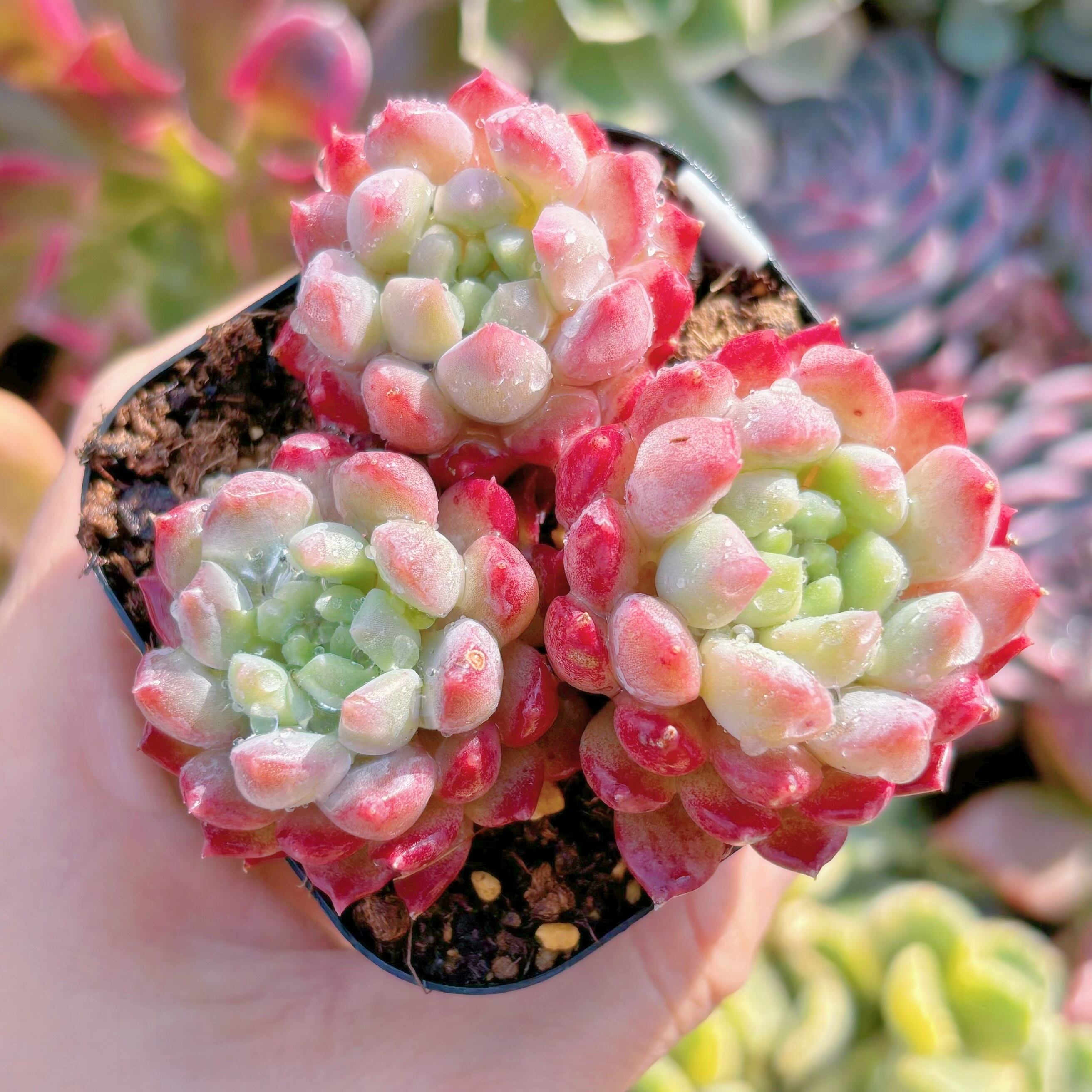 現品　ベビーチーク#1175　るる農園