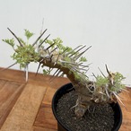 Monsonia herrei【モンソニア・へレー】