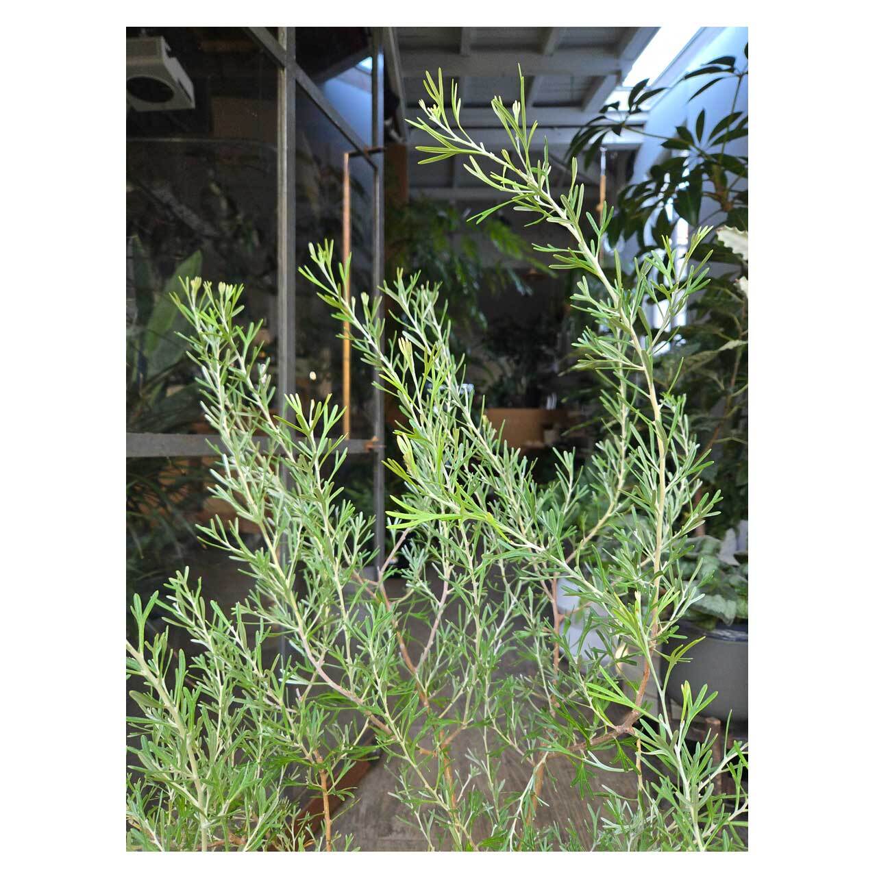Grevillea 'Lemon Supreme' | Seeding
