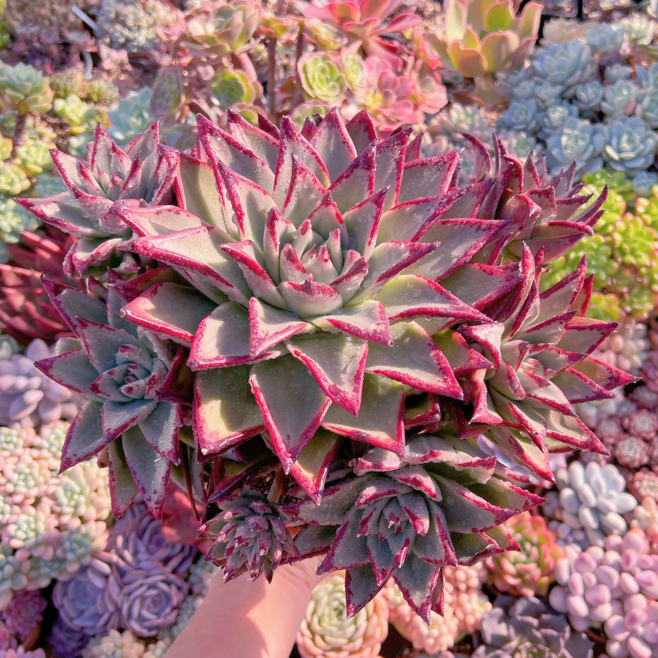 現品　優選エボニー#007　新入荷　特特大群生　るる農園