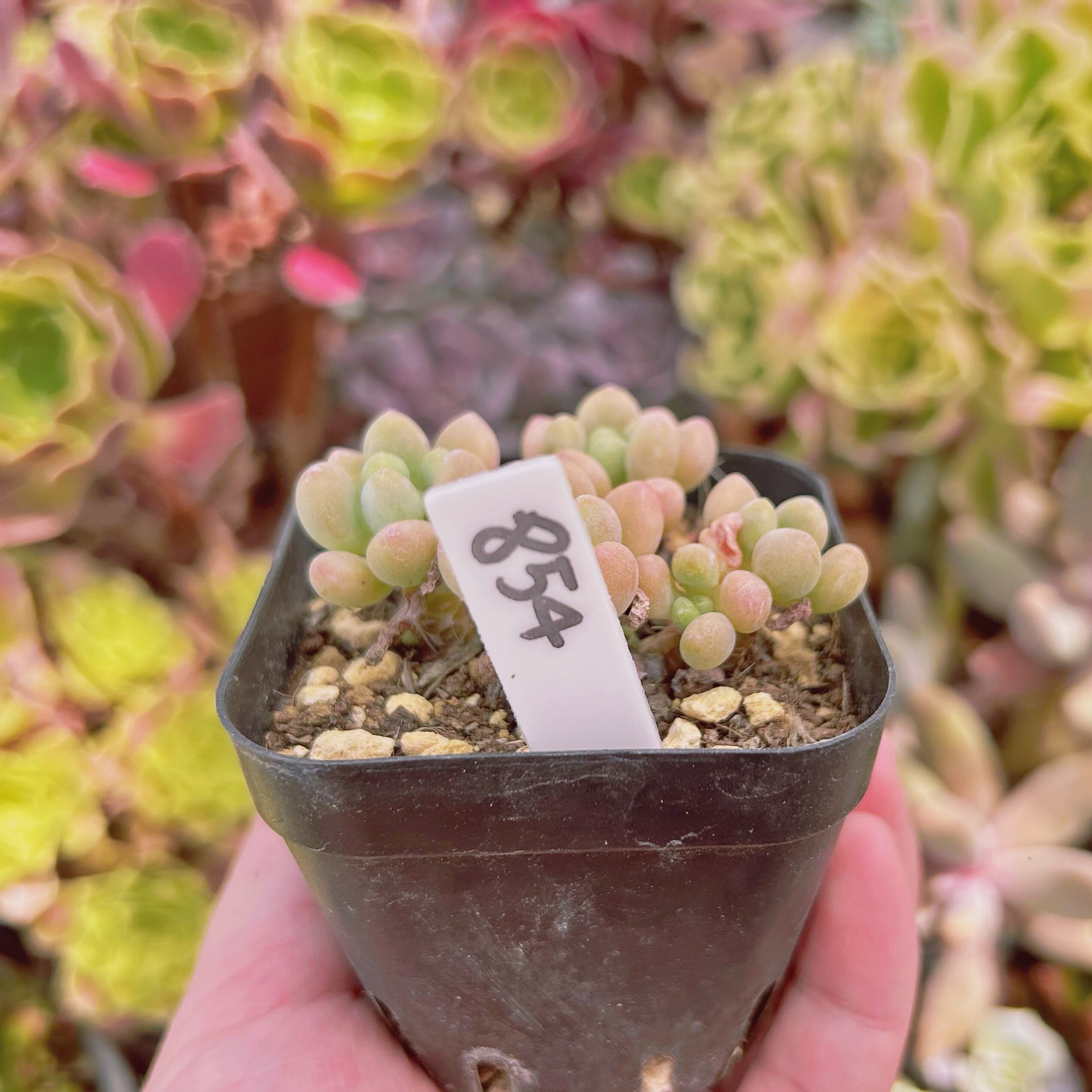 854現物 多肉植物 パールミルク 抜き苗 | るる農園~多肉植物専門