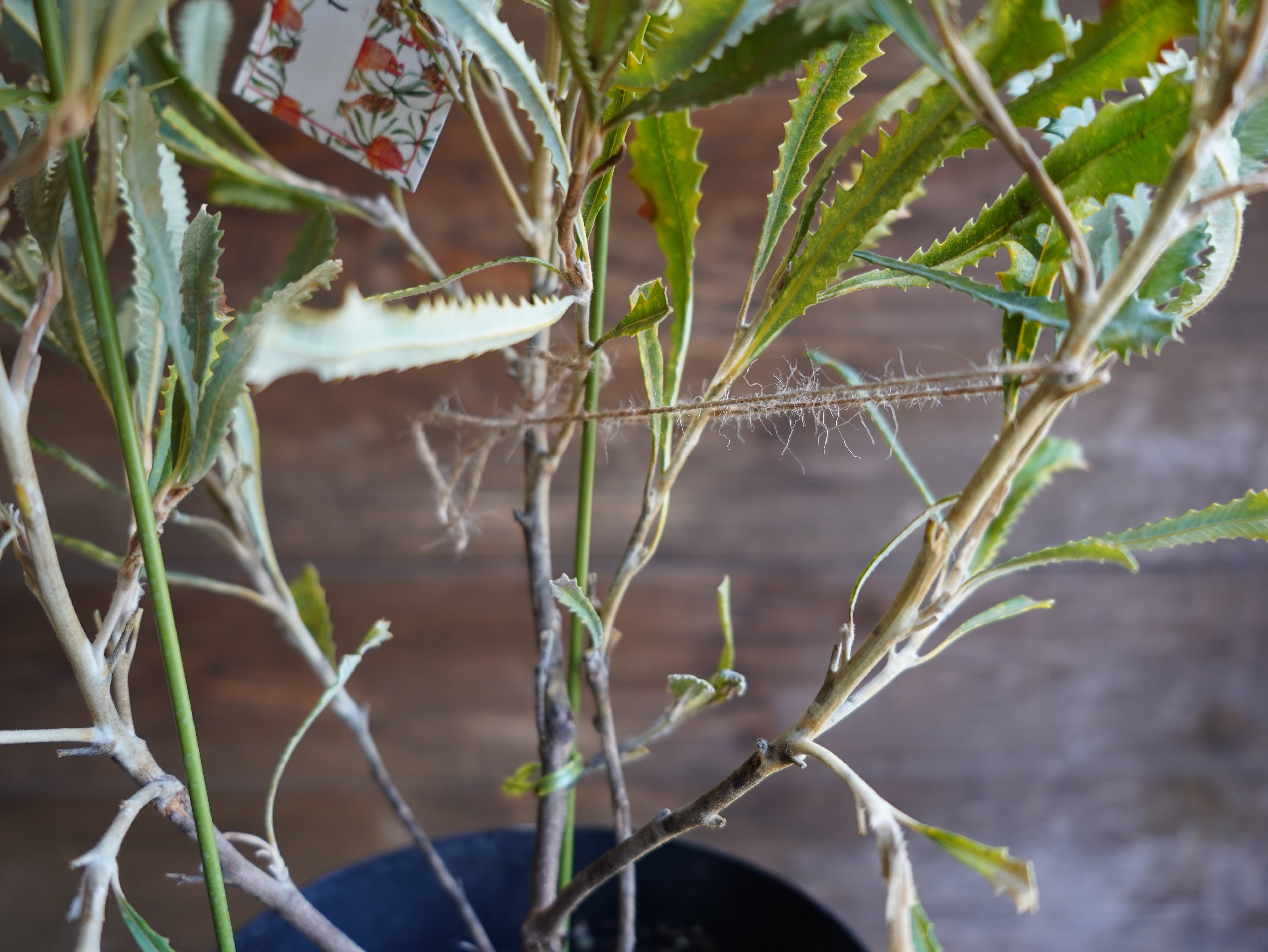 【現物】バンクシア　”バウエリ”　A