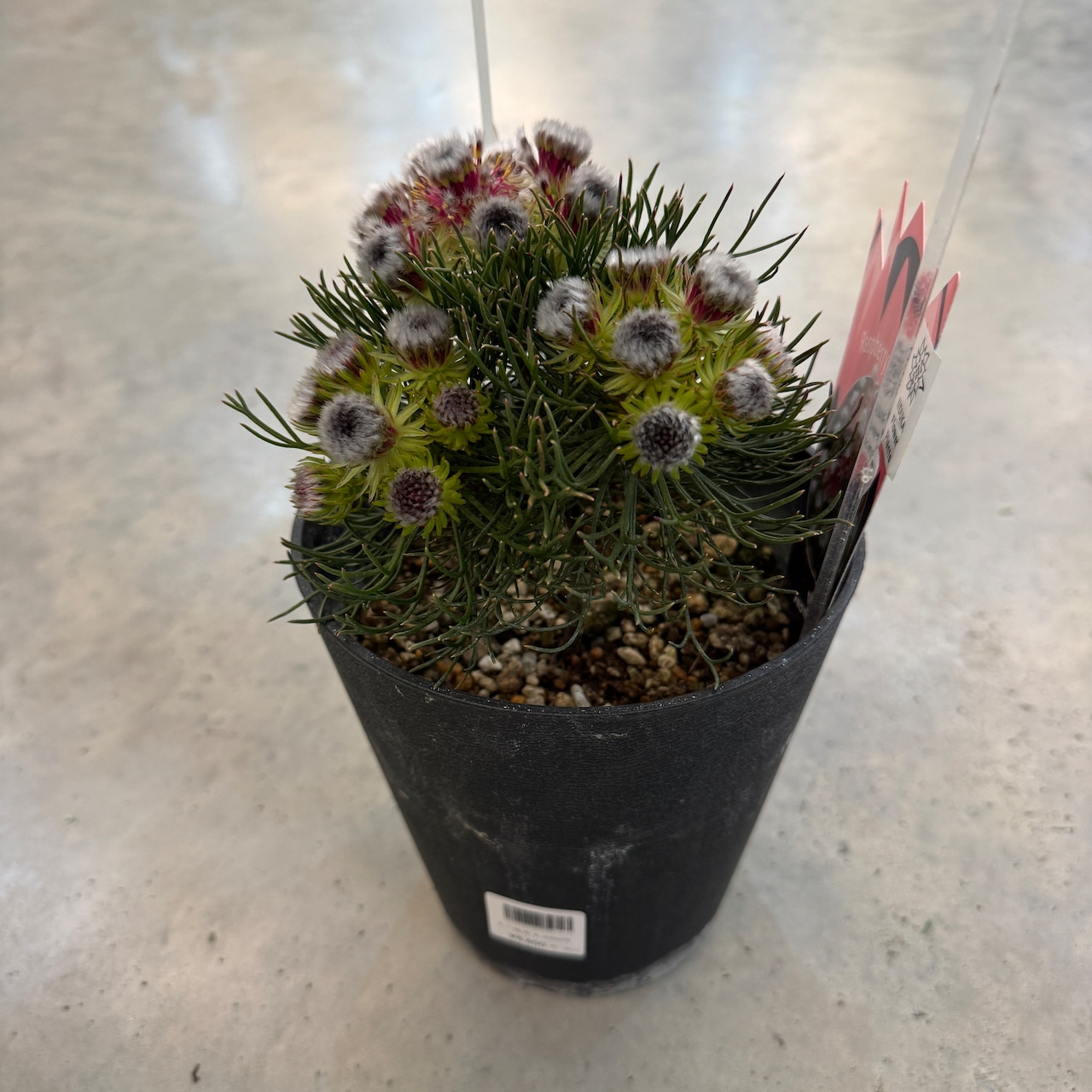 セルリア ラズベリーバースト【932】