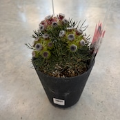 セルリア ラズベリーバースト【932】