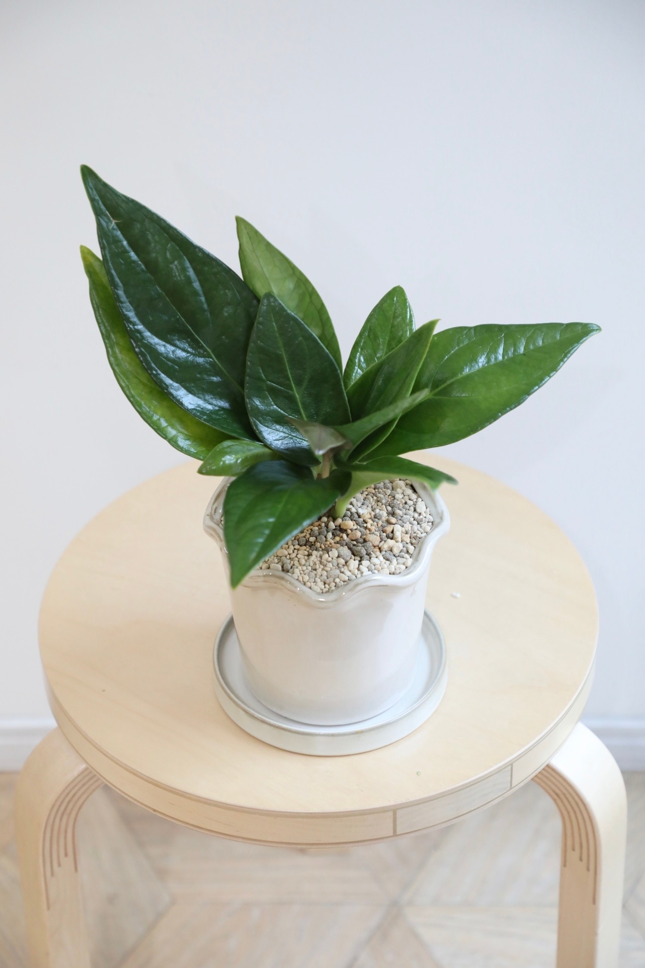 【M】アンスリウム ブラウマニー/Anthurium