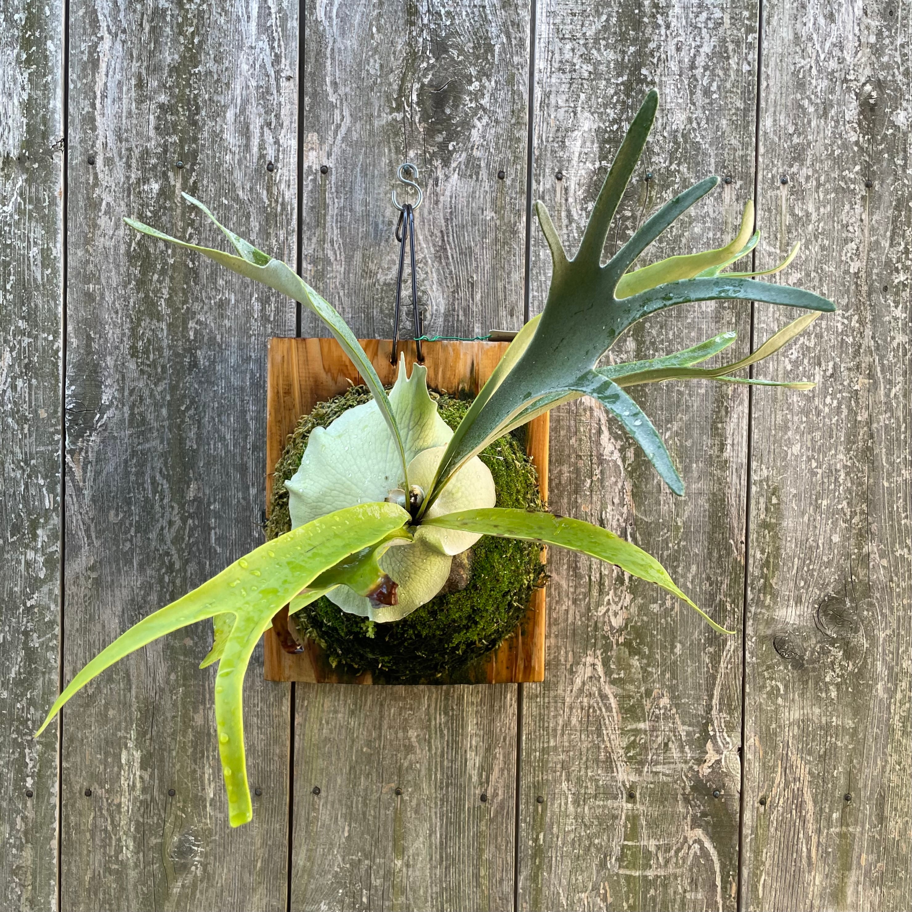 ビカクシダ ベイチー ワイルド 子株➁ P. veitchii wild 子株