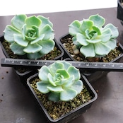 抜き苗 眠り姫 Echeveria 'Nemurihime'