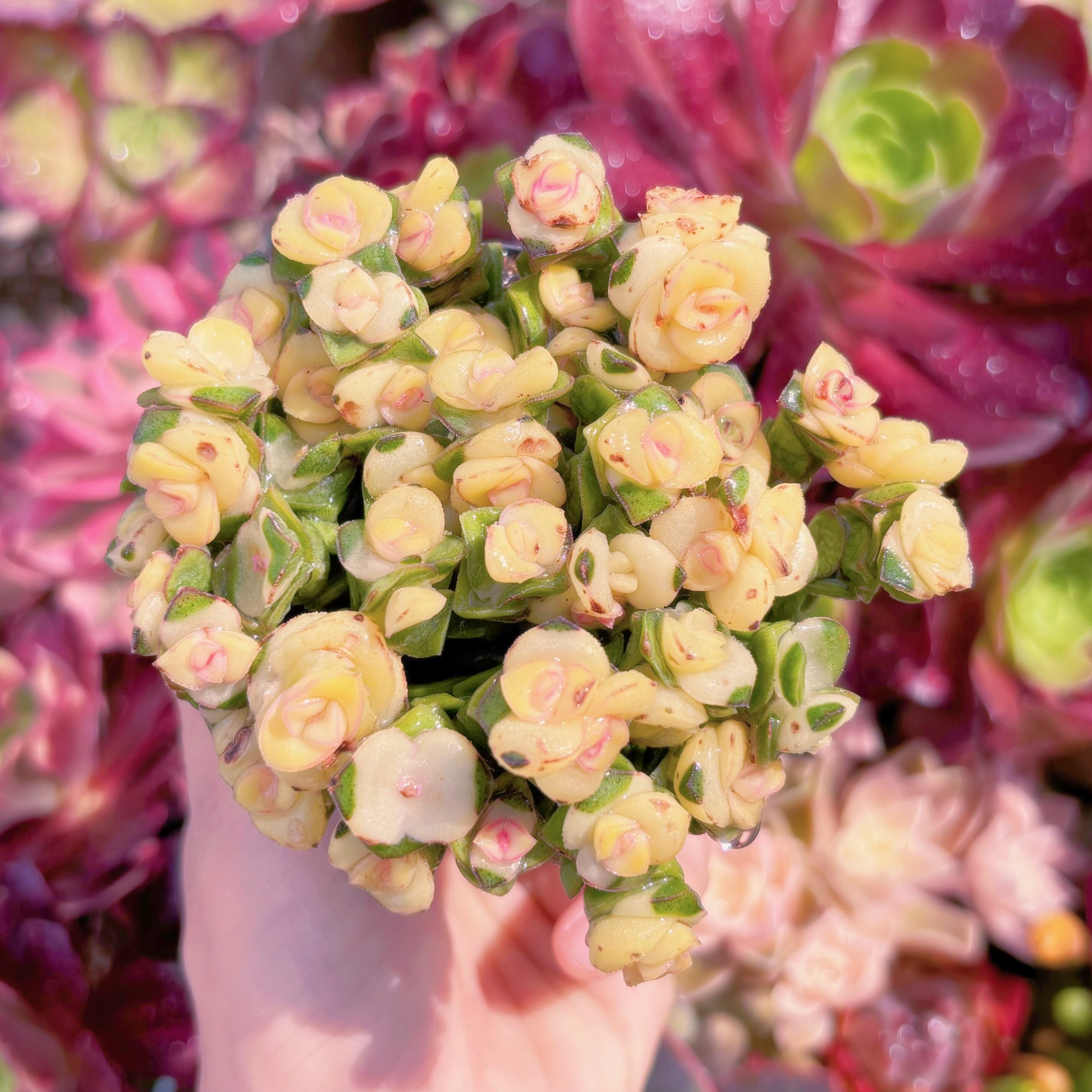 現品　舞乙女錦(黄錦)#C51　訳あり　るる農園