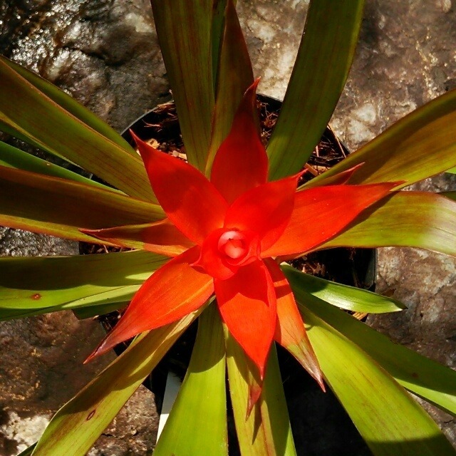 アナナス ミニ10 5cmポット Hanazukin 花ずきん 農家直送の花苗 シンビジュームの花束