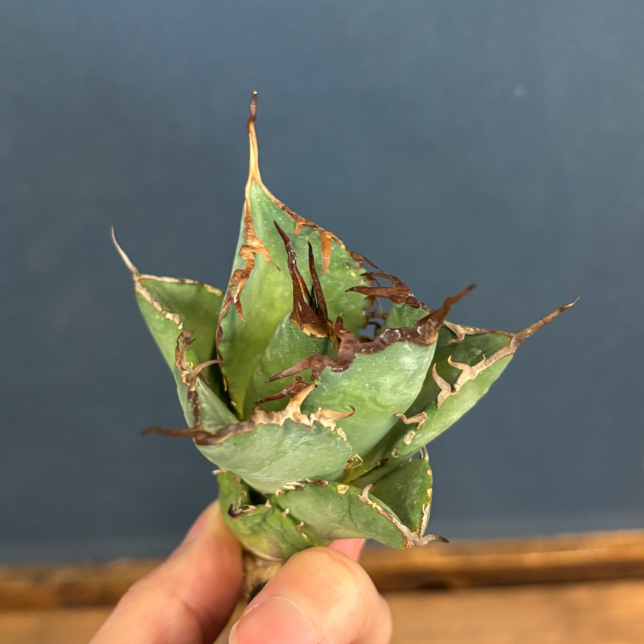 【現品】2026年 CHAMさんアガベ イラン株福袋 20,000円