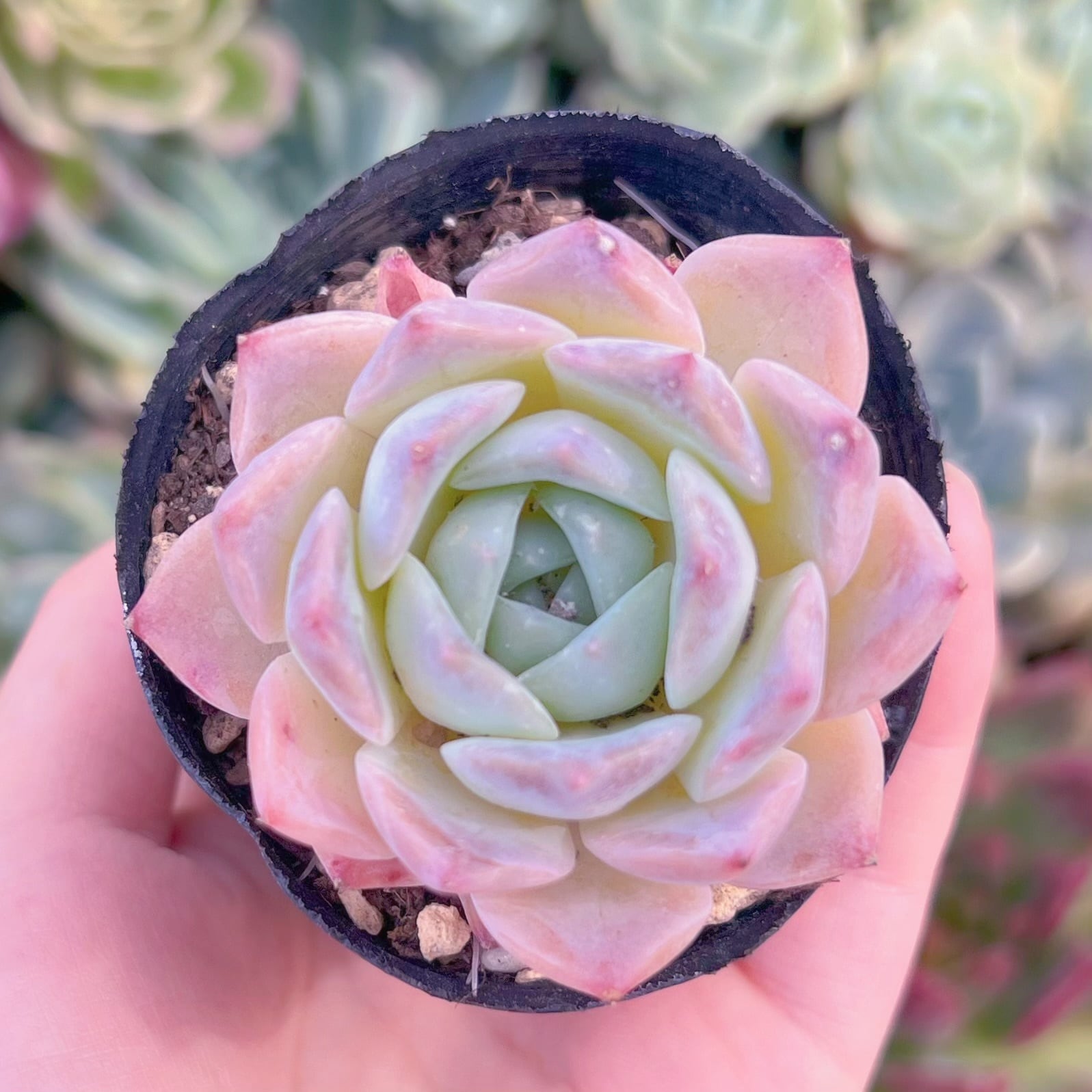 現物　ピンクサクラ#F011　るる農園