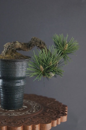 盆栽 松 Pinetree Bonsai #84