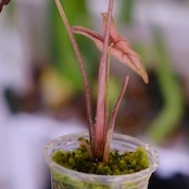 Alocasia Nobillis Pink "K"│アロカシア・ノビリス・ピンク③│観葉植物