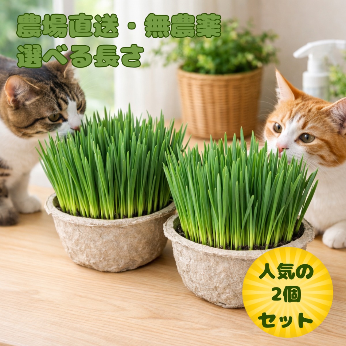 【農場直送鮮度抜群猫草2個セット】 猫草 ネコ草 キャットグラス 毛玉ケア 消化サポート 安心安全 無農薬 新鮮 送料無料 猫用草 犬草 ...