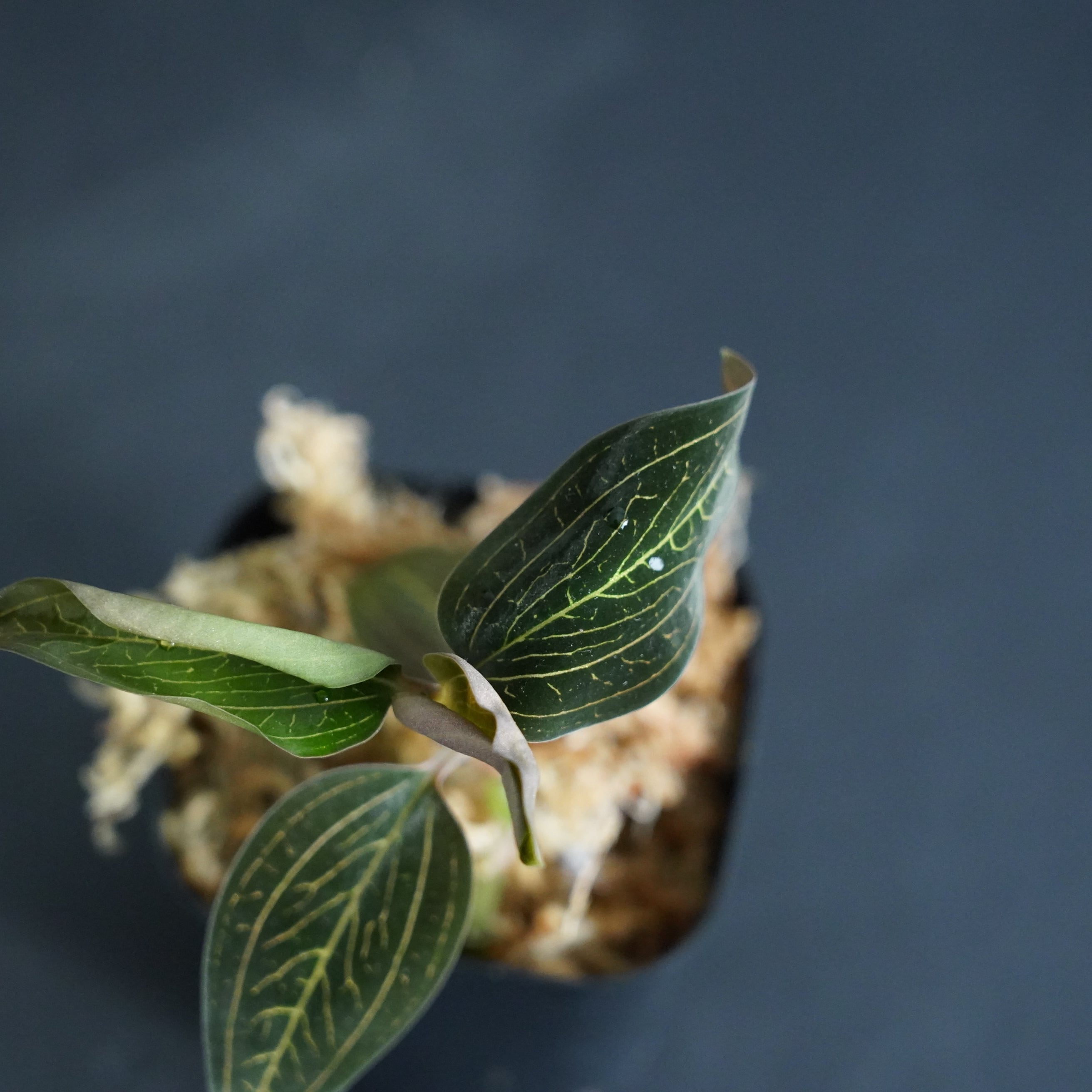 ◇現品◇Lus. discolor'Salmon Sandstone' × Anct reinwardtii