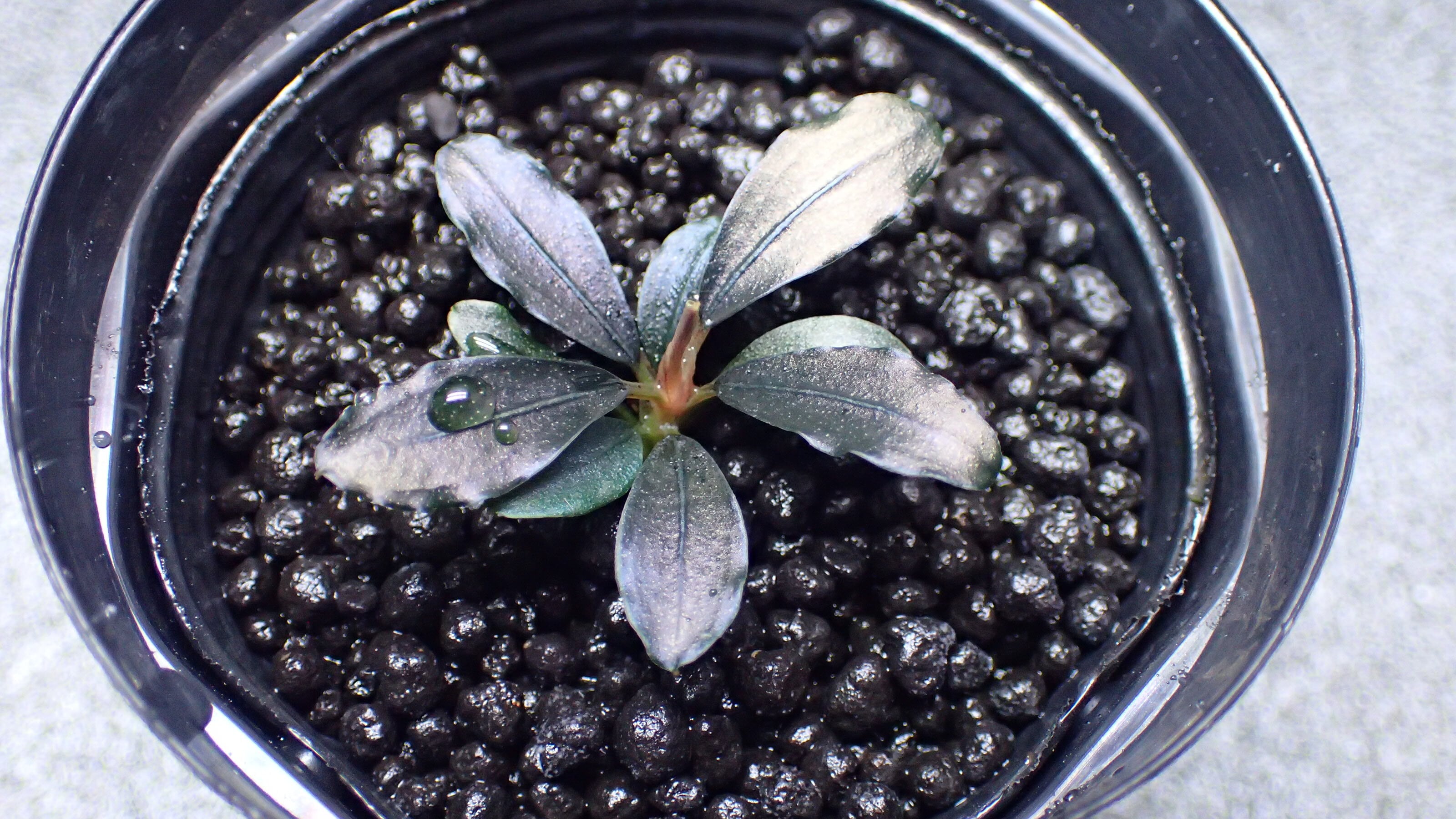 Homalomena sp Mahakam hulu Kalimantan timur 1株 | 熱帯植物 水草