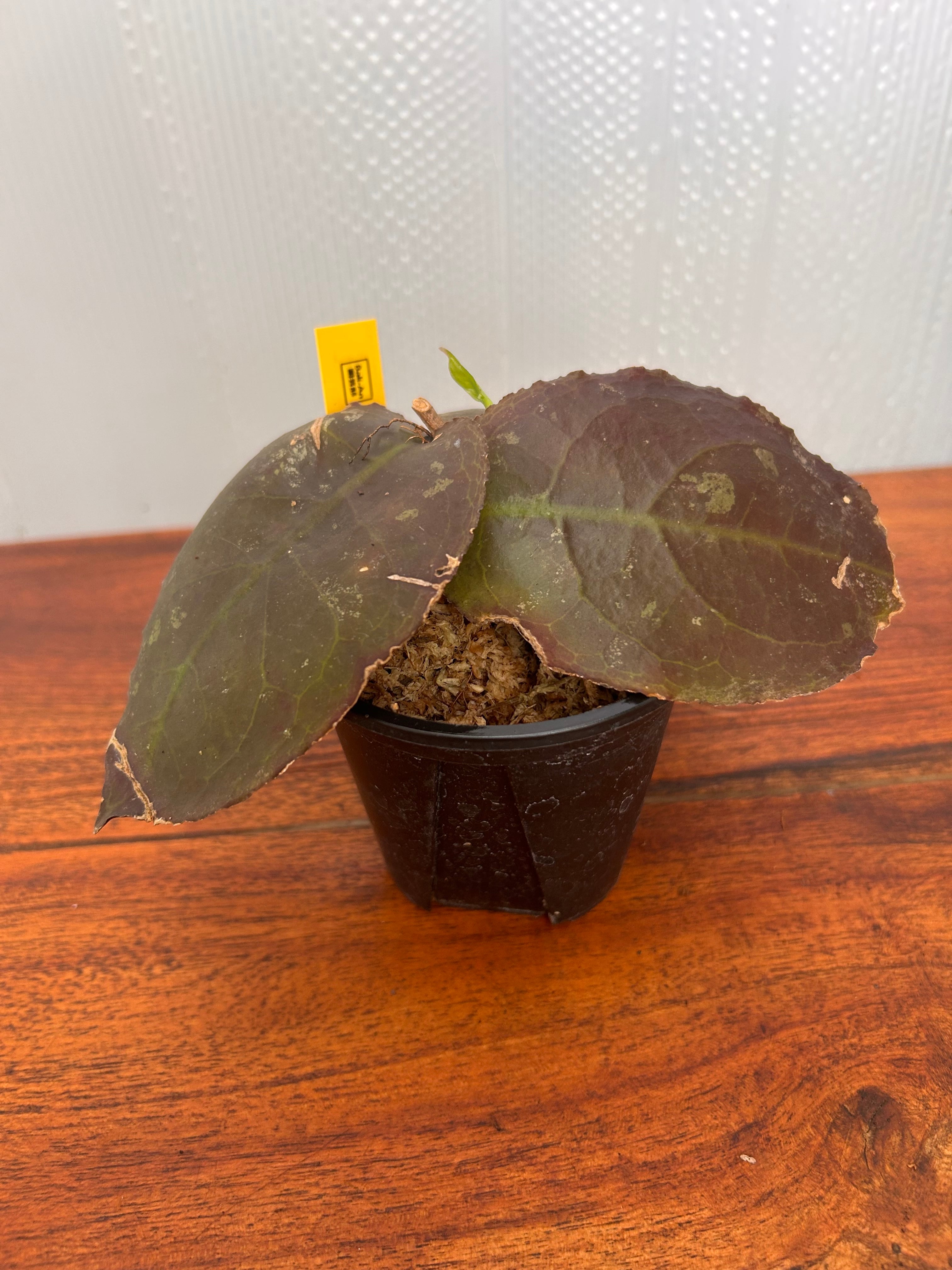 Hoya | BALI-AN 園芸