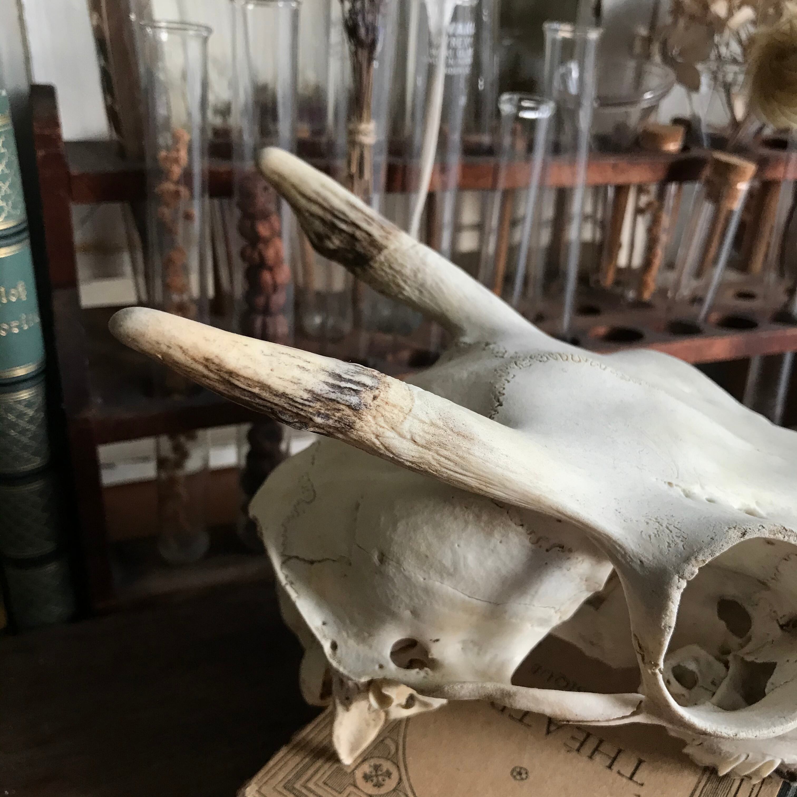 骨格標本 鹿 頭骨 Ot0032 Atelier Sarah アンティーク 博物雑貨 骨格標本 鹿 頭骨 Ot0032 Atelier Sarah アンティーク 博物雑貨