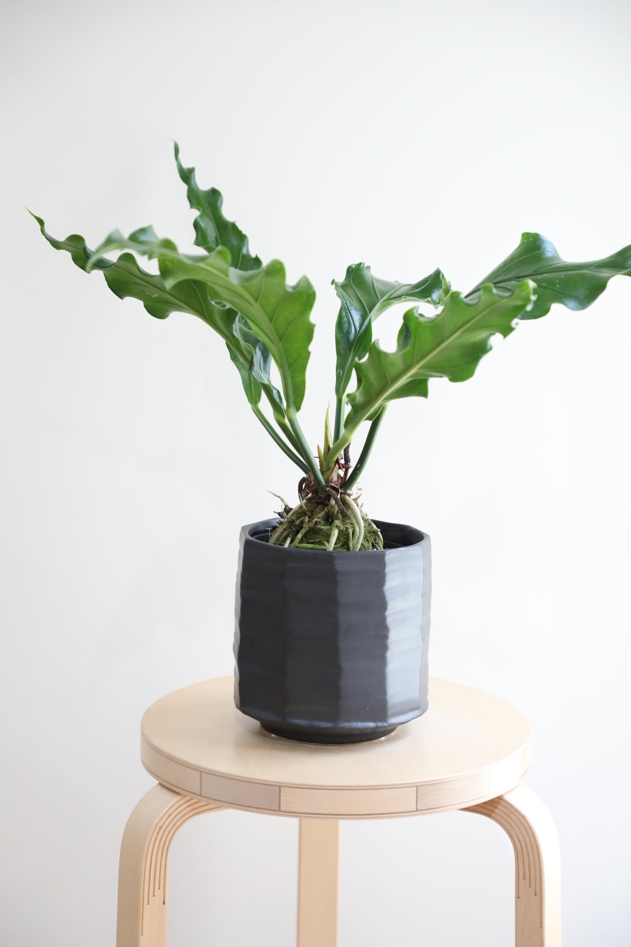 限定品1点物！根上り葉大きめアンスリウム・フーケリー8号鉢 M】アンスリウム フーケリー/Anthurium | 【厳選植物・器】MIDORI