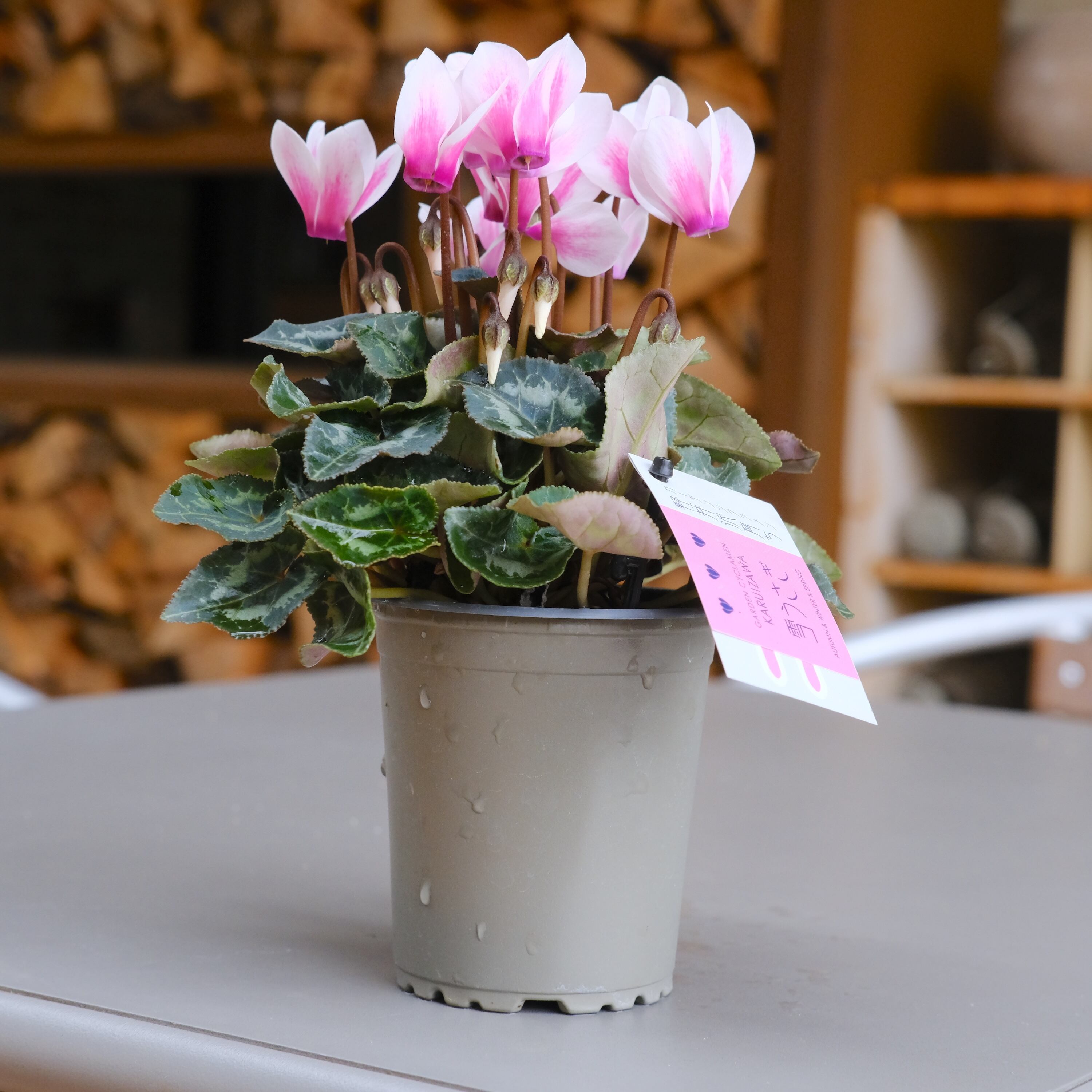 ガーデンシクラメン《 雪うさぎ 》軽井沢育ち 3号鉢 | グリーン