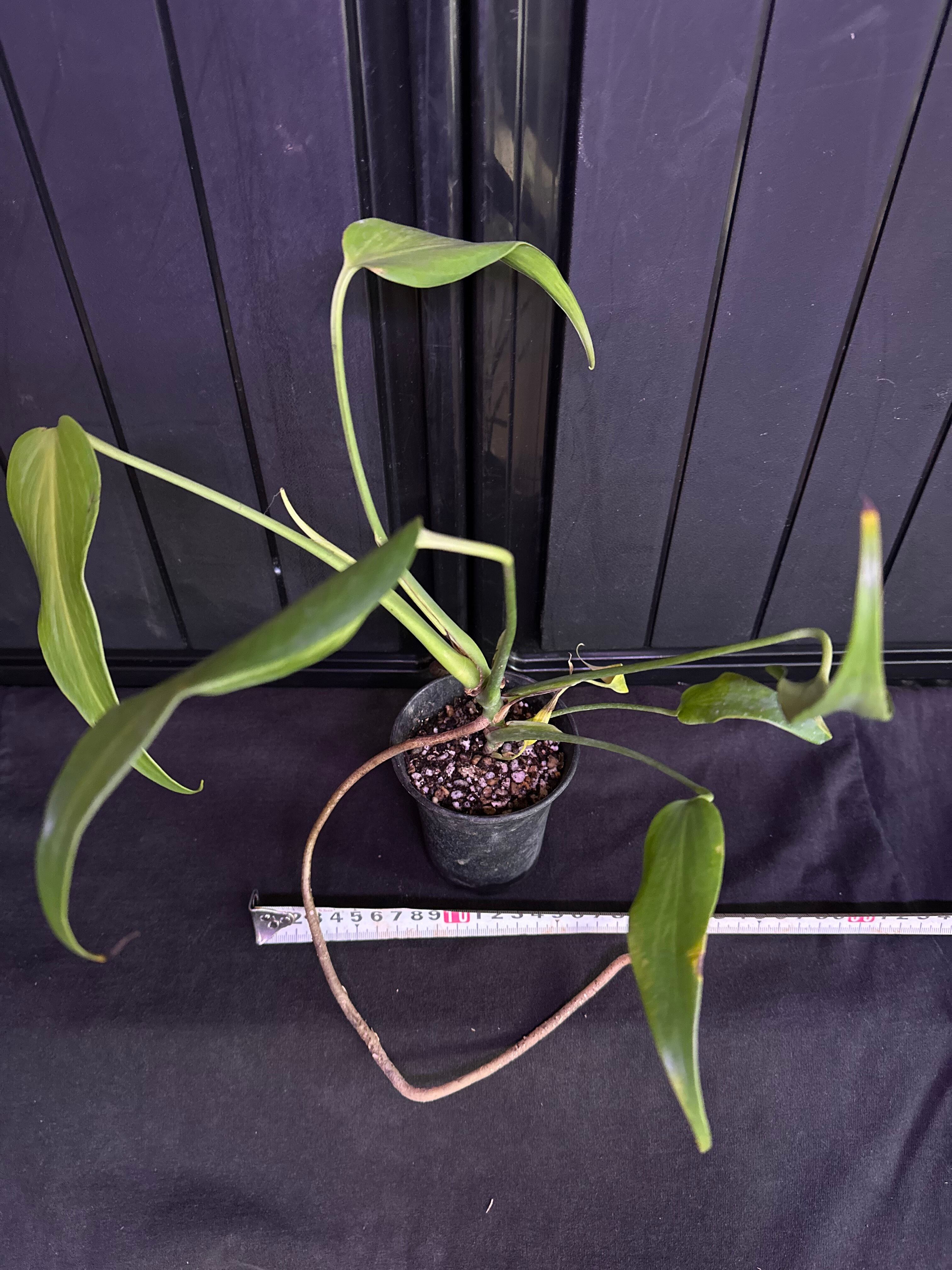 アロカシアヴェノム Alocasia Venom #v002 | トロピカルプランツ