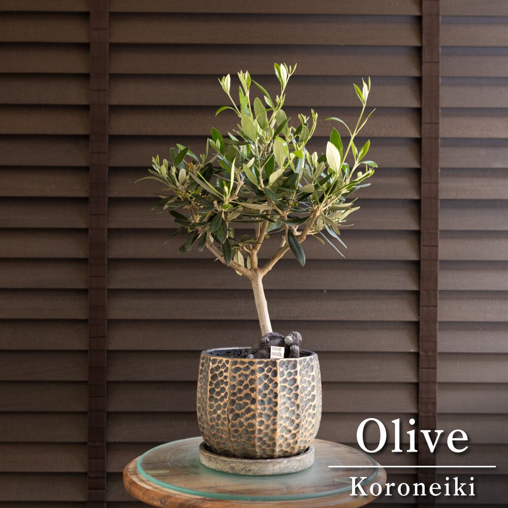 オリーブの木 シプレッシーノ 大型盆栽仕立て 130cm❗極太直径4,8cm❗ 創樹 Olive オリーブの木 幹太 パープル樹脂鉢 SOUJU Cipressino