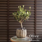 Olive オリーブの木 Koroneiki 5号 陶器鉢 コロネイキ オリーブ 0606BG